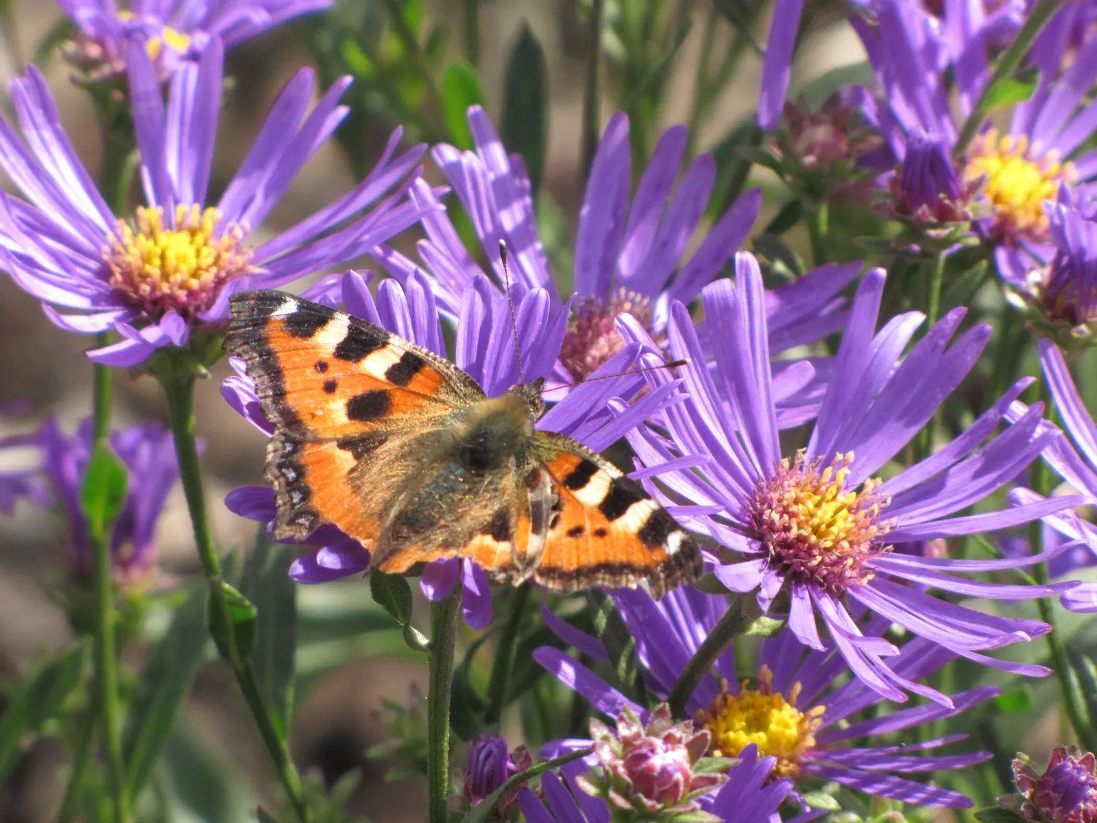 Alpine Aster (Aster Alpinus) — This compact gem reaches a modest height of 6-12 inches with a similar spread; perennial with violet blooms