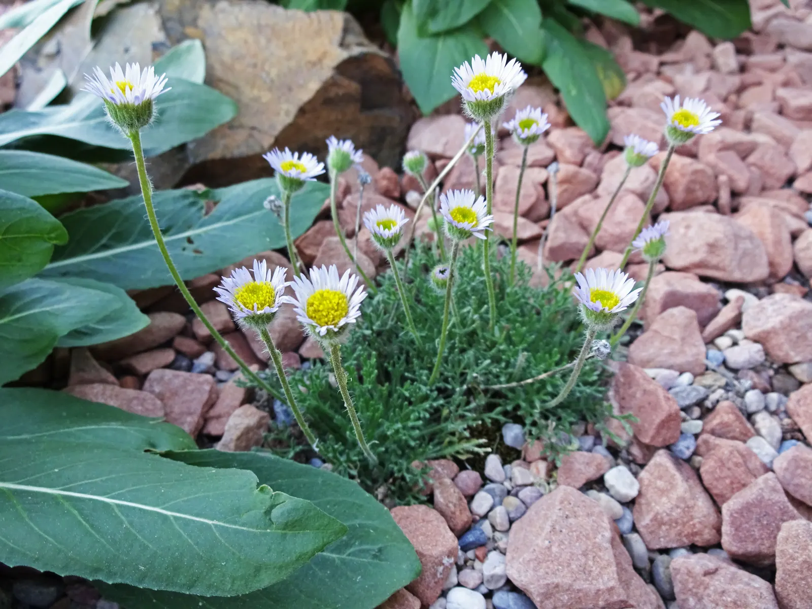 Alpine Aster (Aster Alpinus) — Alpine Aster (Aster alpinus) is a charming perennial thriving in zones 4 to 7; showcasing daisy-like blooms with, image 58