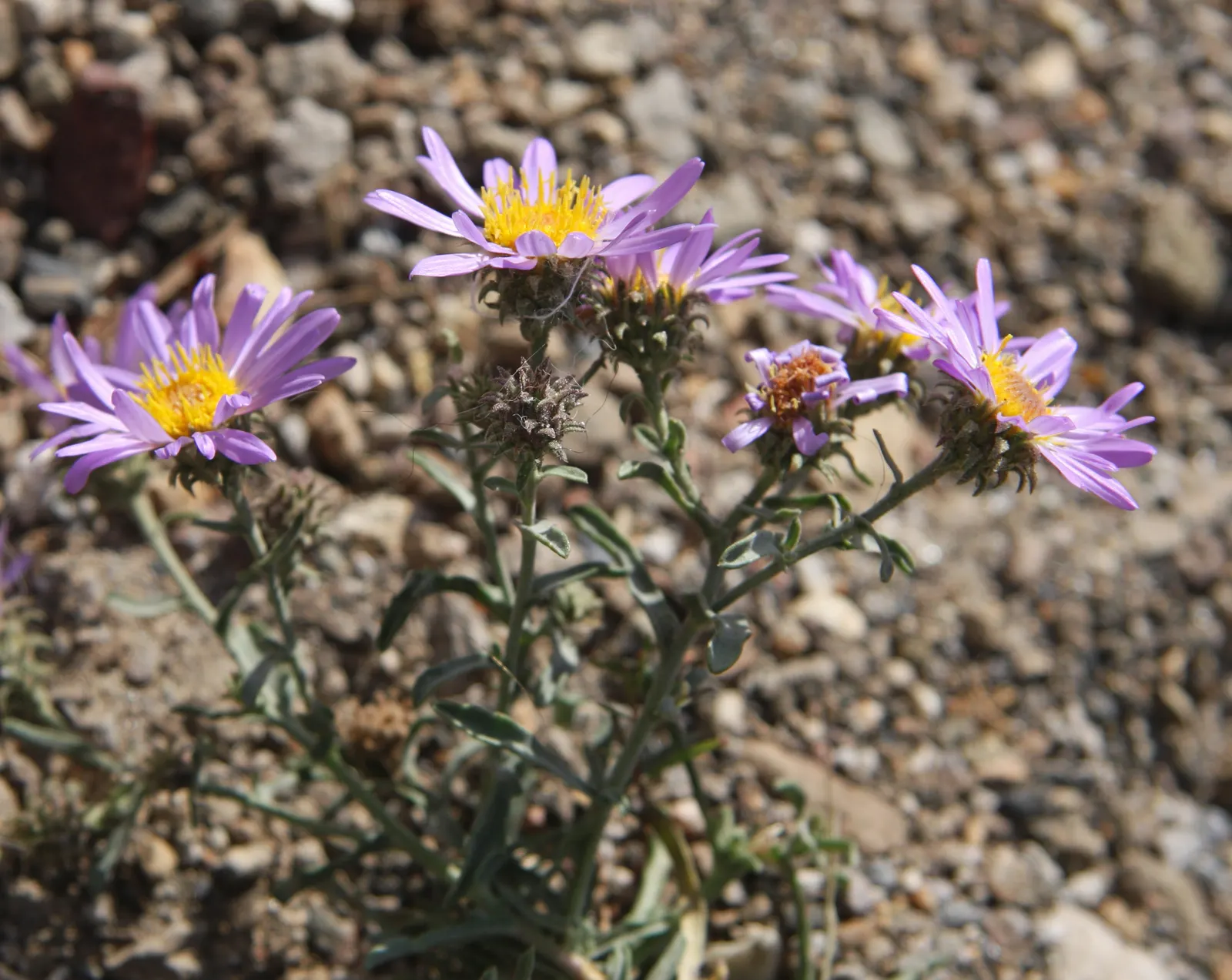 Alpine Aster (Aster Alpinus) — deadheading spent flowers can encourage a prolonged bloom period and prevent self-seeding; its petite size and resilience also