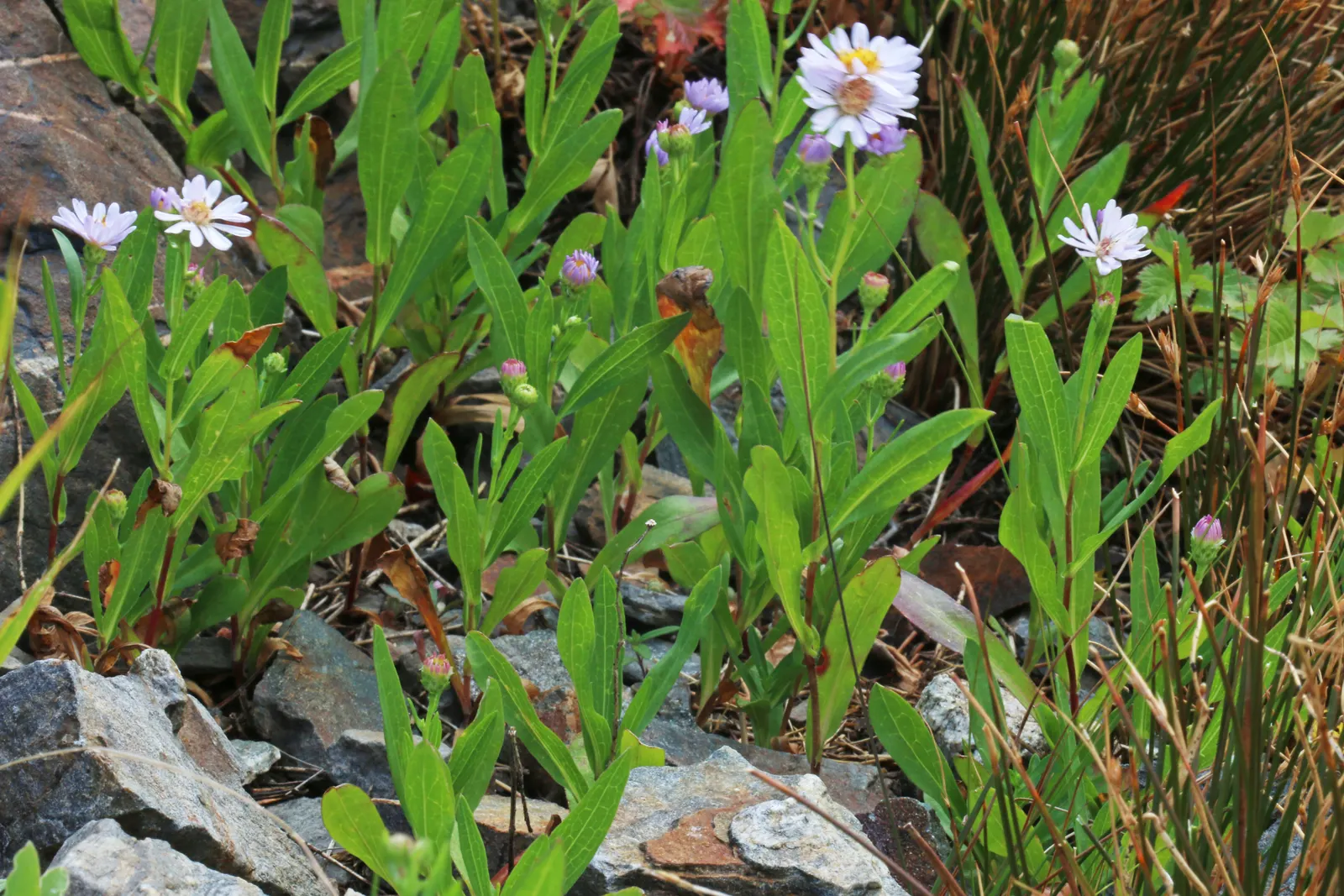Alpine Aster (Aster Alpinus) — perennial for full