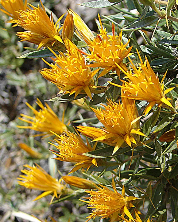 Alpine Aster (Aster Alpinus) — This compact gem reaches a modest height of 6-12 inches with a similar spread; perennial with violet blooms, image 60