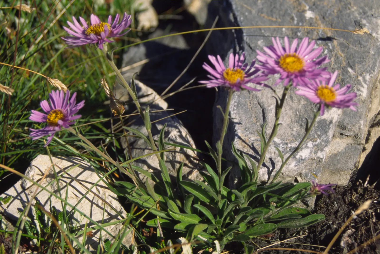 Alpine Aster (Aster Alpinus) — perennial with violet blooms; displaying a striking color palette with vibrant violet-blue petals circling a sunny yellow center