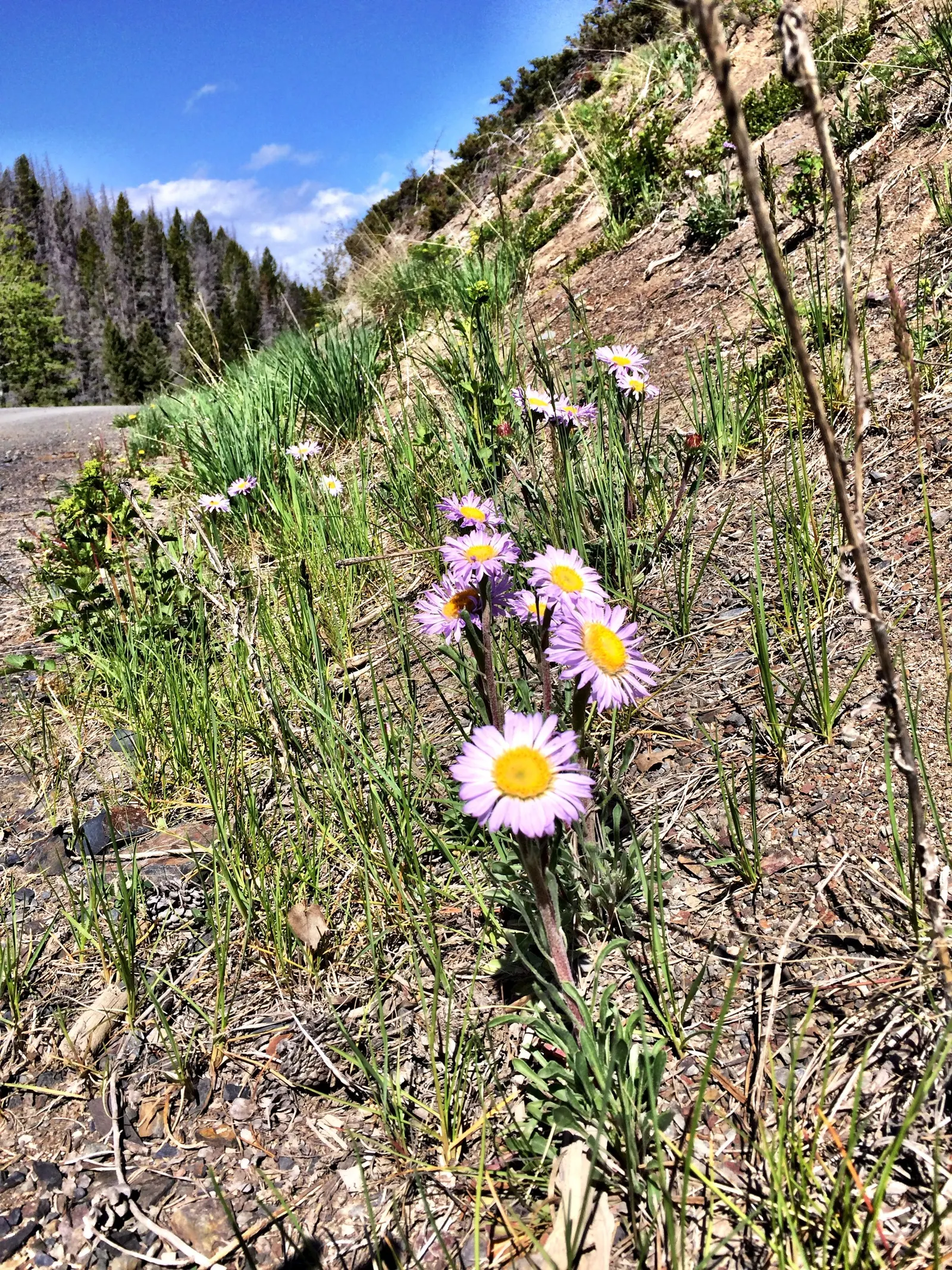 Alpine Aster (Aster Alpinus) — achieving both visual appeal and naturalising ease for designers and homeowners alike; alpine Aster (Aster alpinus), image 63