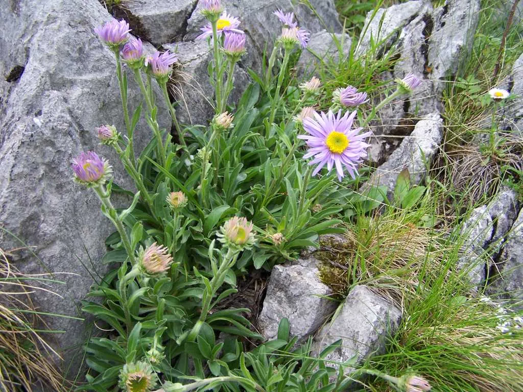 Alpine Aster (Aster Alpinus) — This low-maintenance specimen is hardy in zones 4 through 7; ideal for rock gardens and borders, it offers a, image 50