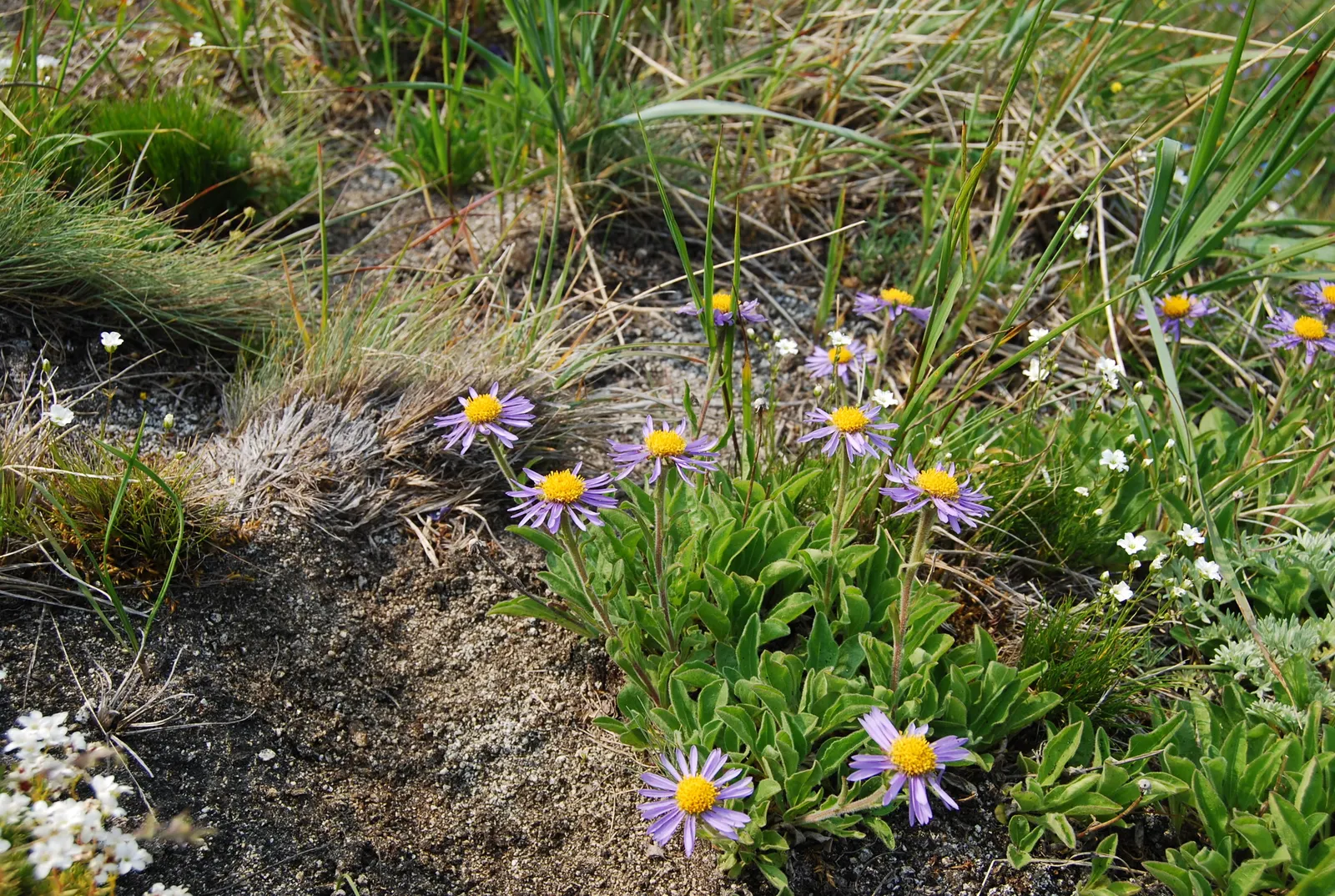 Alpine Aster (Aster Alpinus) — showcasing daisy-like blooms with purple petals and yellow centers from late spring to early summer