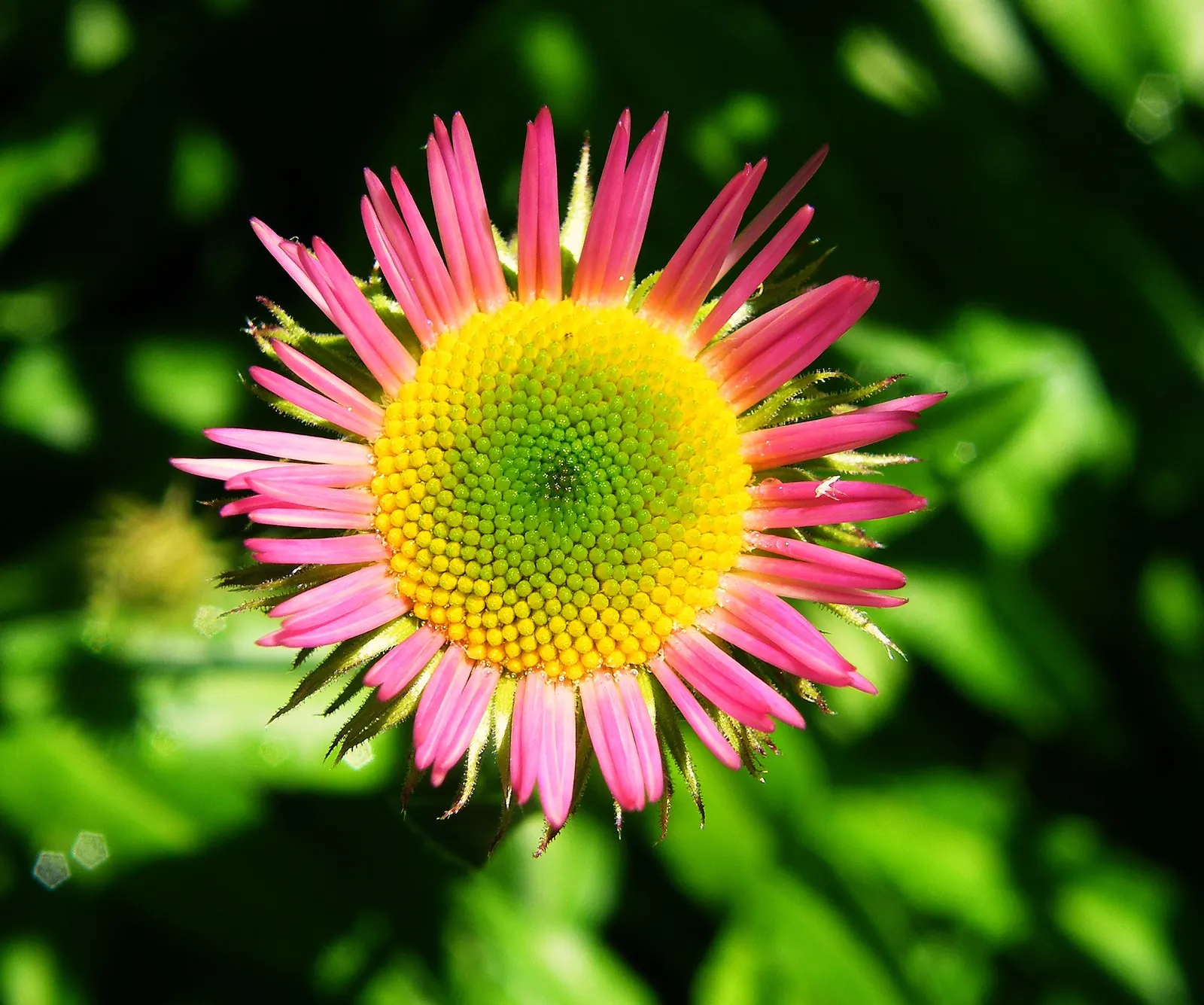 Alpine Aster (Aster Alpinus) — violet flowers in the garden; flourishing in well-drained soil and full sun, image 55