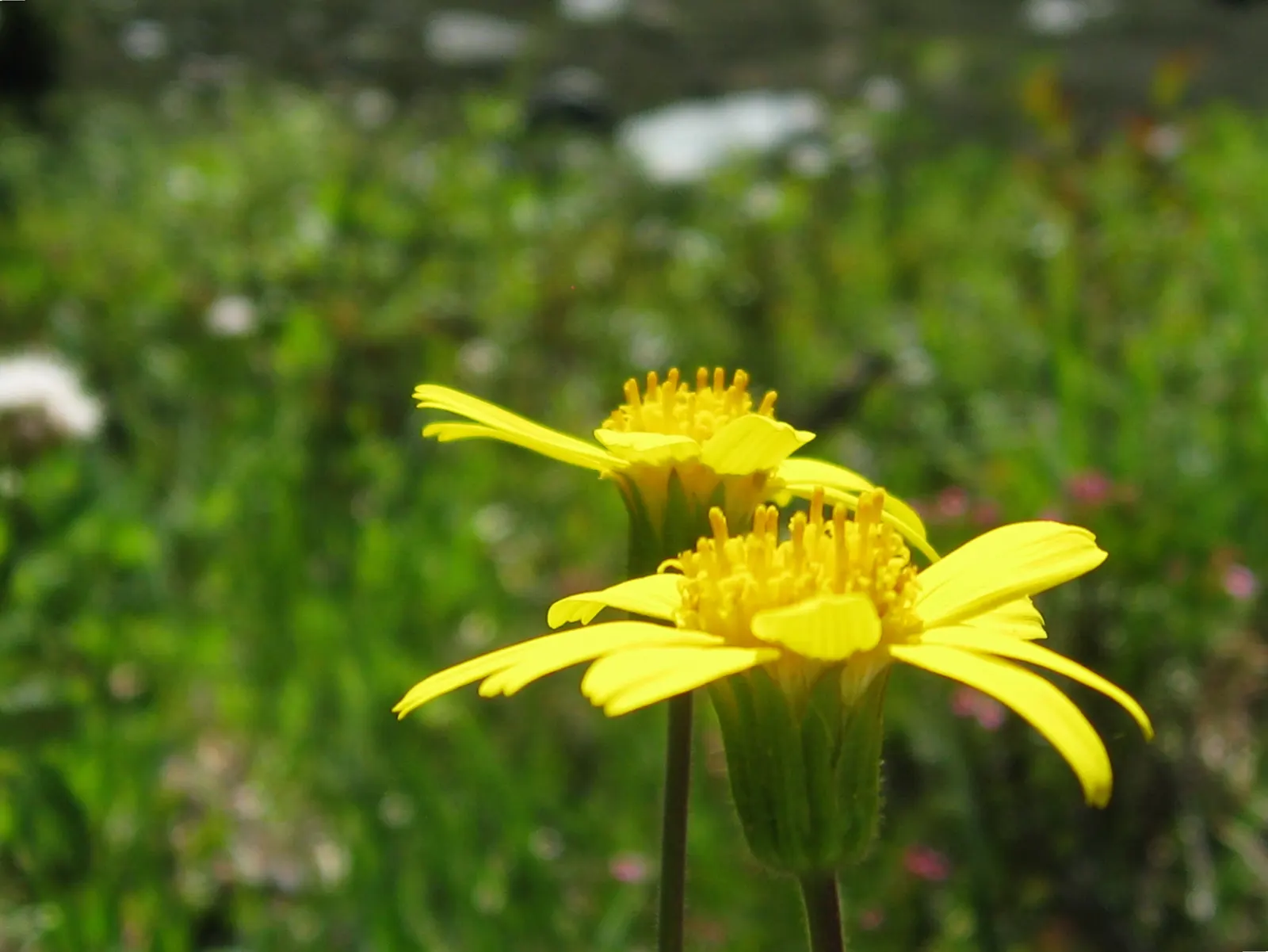Alpine Aster (Aster Alpinus) — moderately fertile soil with a slightly acidic to neutral pH; violet flowers in the garden