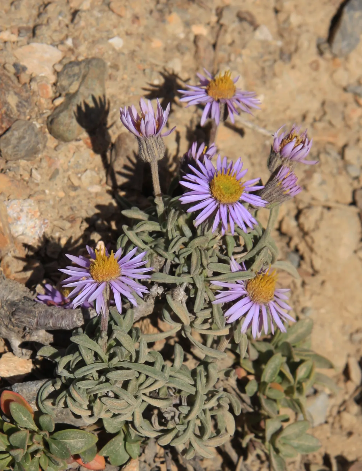 Alpine Aster (Aster Alpinus) — showcasing daisy-like blooms with purple petals and yellow centers from late spring to early summer; achieving both visual