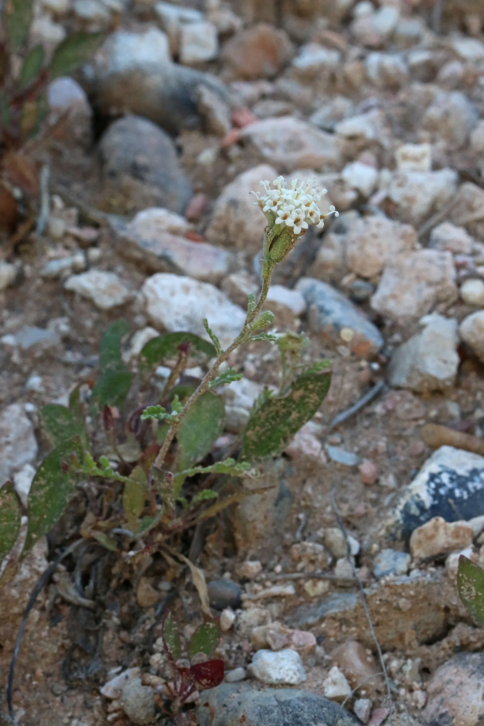 Alpine Aster (Aster Alpinus) — flourishing in well-drained soil and full sun; moderately fertile soil with a slightly acidic to neutral pH