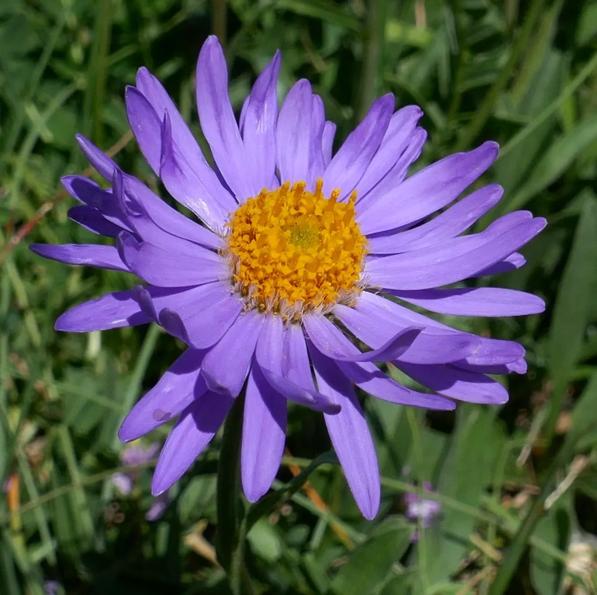 Alpine Aster (Aster Alpinus) — violet flowers in the garden; flourishing in well-drained soil and full sun