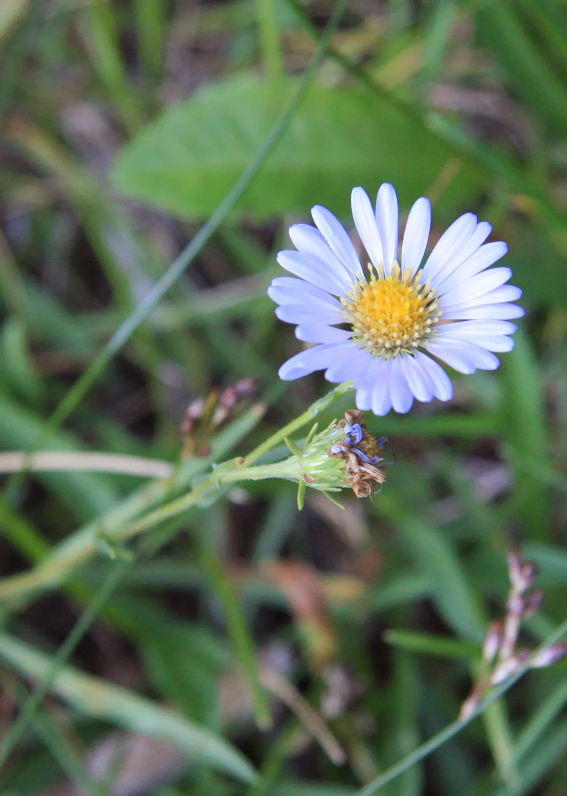 Alpine Aster (Aster Alpinus) — Its petite size and resilience also make it a perfect addition for alpine troughs and rockeries; perennial for full