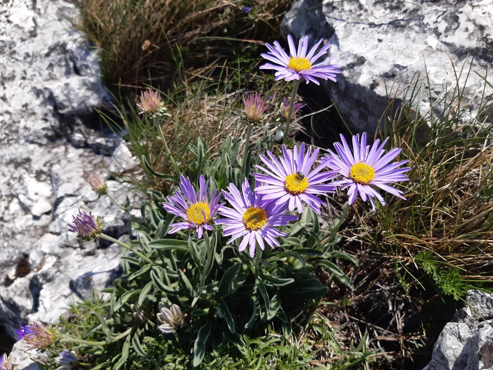 Alpine Aster (Aster Alpinus) — achieving both visual appeal and naturalising ease for designers and homeowners alike; alpine Aster (Aster alpinus), image 44