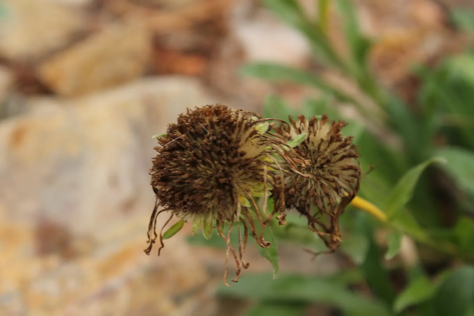 Alpine Aster (Aster Alpinus) — This compact gem reaches a modest height of 6-12 inches with a similar spread
