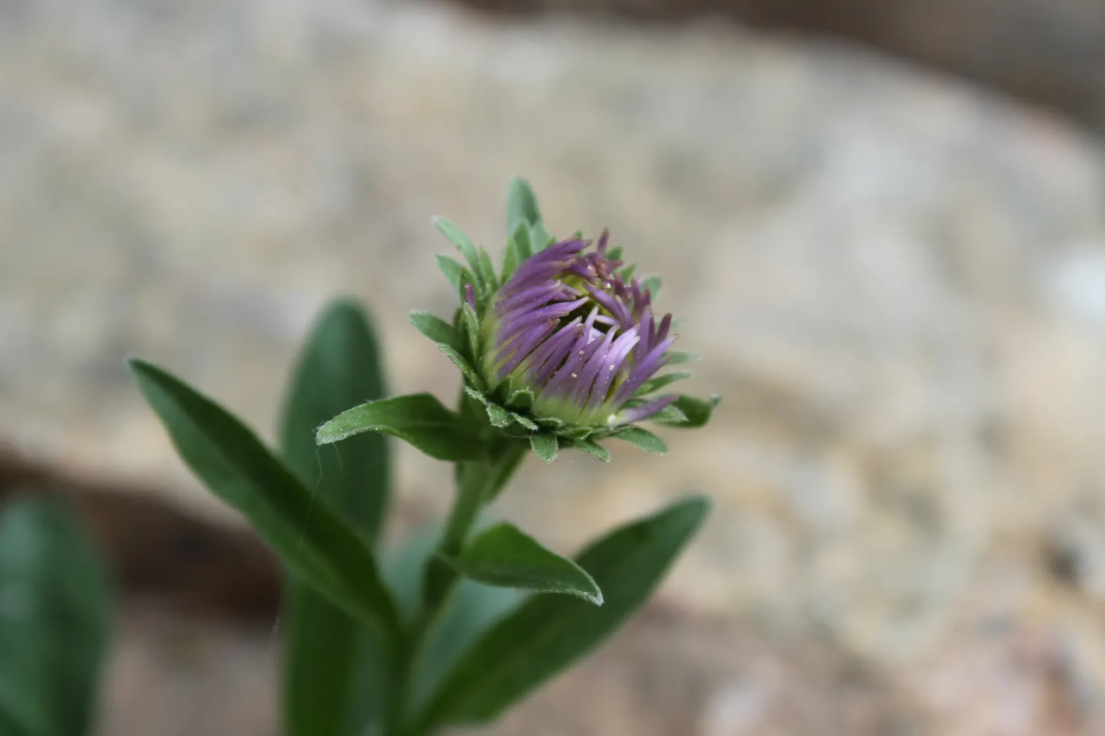 Alpine Aster (Aster Alpinus) — the Alpine Aster blooms from late spring to early summer