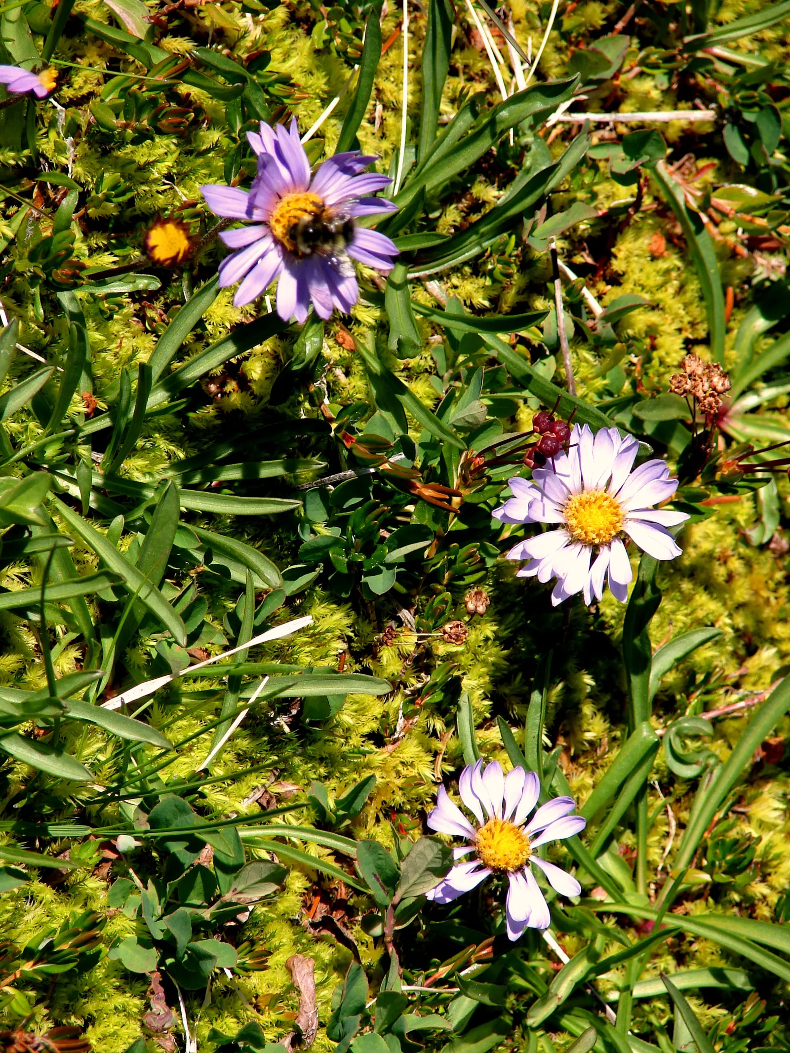 Alpine Aster (Aster Alpinus) — showcasing daisy-like blooms with purple petals and yellow centers from late spring to early summer; achieving both, image 42
