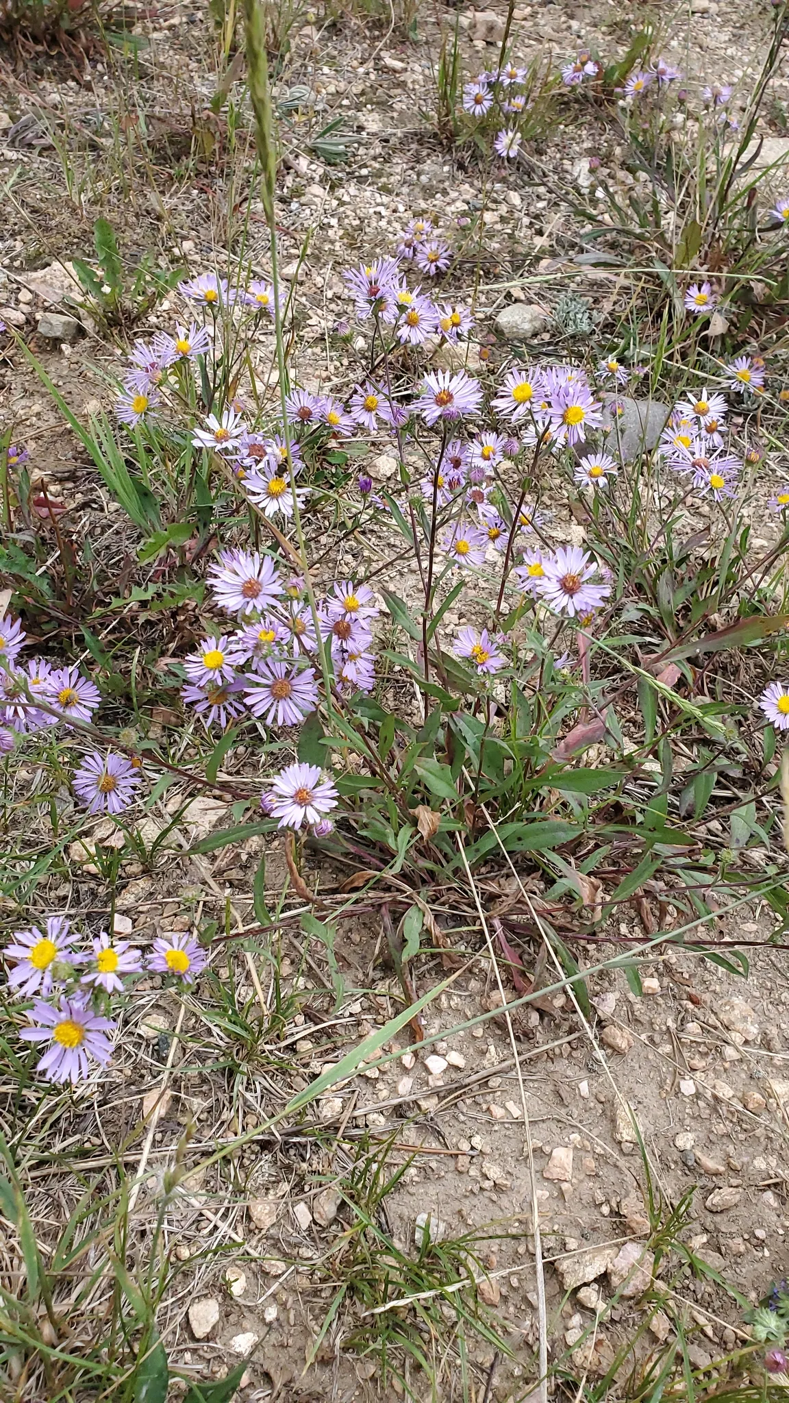 Alpine Aster (Aster Alpinus) — the Alpine Aster blooms from late spring to early summer; blending splendidly with other alpine species.<br><br>For, image 46