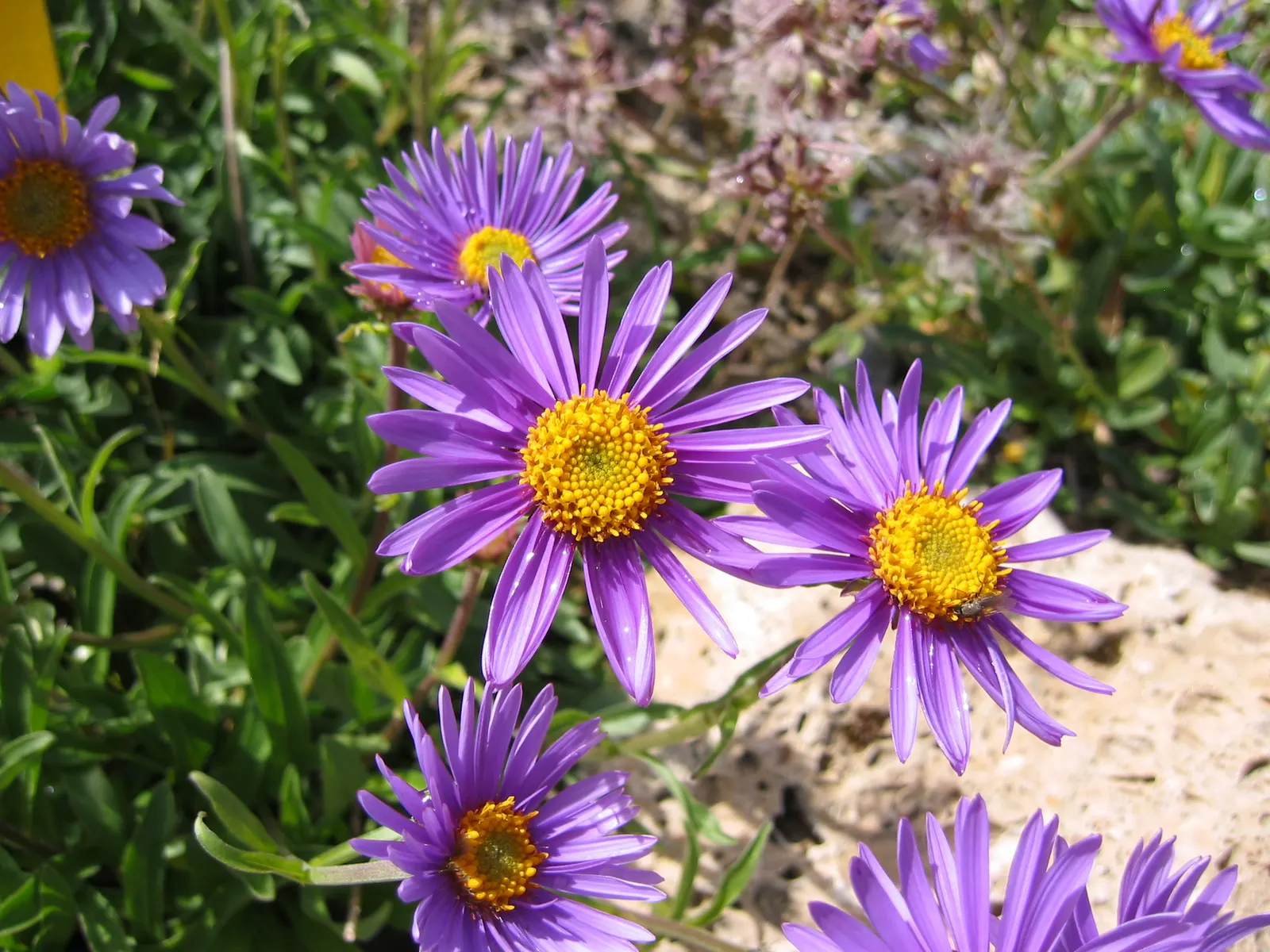 Alpine Aster (Aster Alpinus) — moderately fertile soil with a slightly acidic to neutral pH