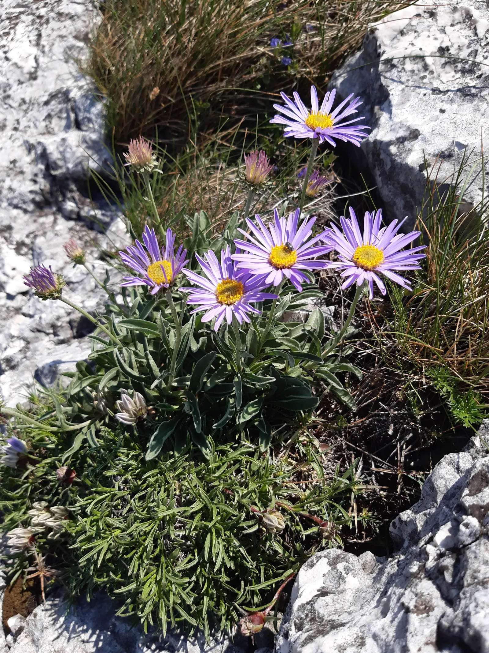 Alpine Aster (Aster Alpinus) — achieving both visual appeal and naturalising ease for designers and homeowners alike