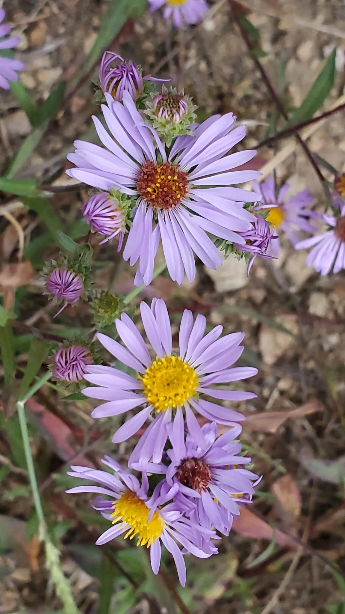 Alpine Aster (Aster Alpinus) — blending splendidly with other alpine species.<br><br>For year-to-year enjoyment; this plant typically grows to about 6 to 12