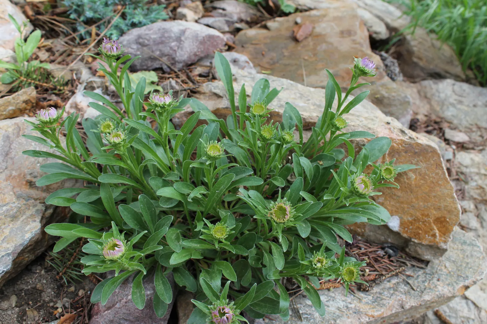 Alpine Aster (Aster Alpinus) — This plant typically grows to about 6 to 12 inches tall with a spread of approximately 12 inches; the Alpine Aster, image 45