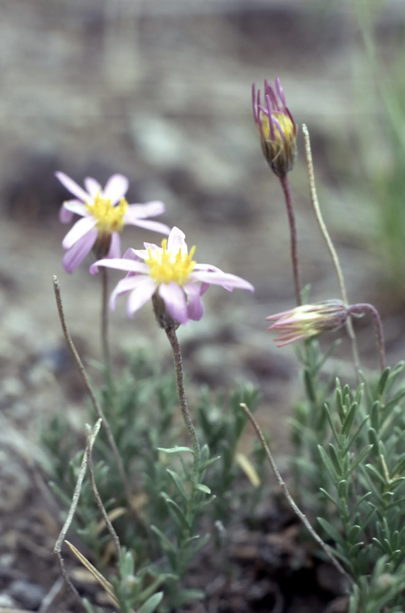 Alpine Aster (Aster Alpinus) — blending splendidly with other alpine species.<br><br>For year-to-year enjoyment; this plant typically grows to, image 129