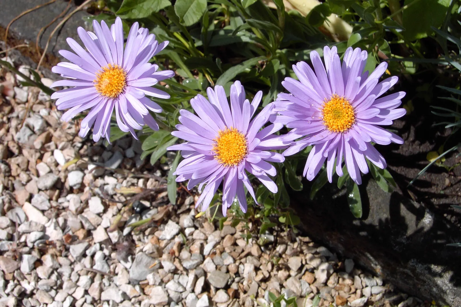 Alpine Aster (Aster Alpinus) — moderately fertile soil with a slightly acidic to neutral pH; violet flowers in the garden, image 49
