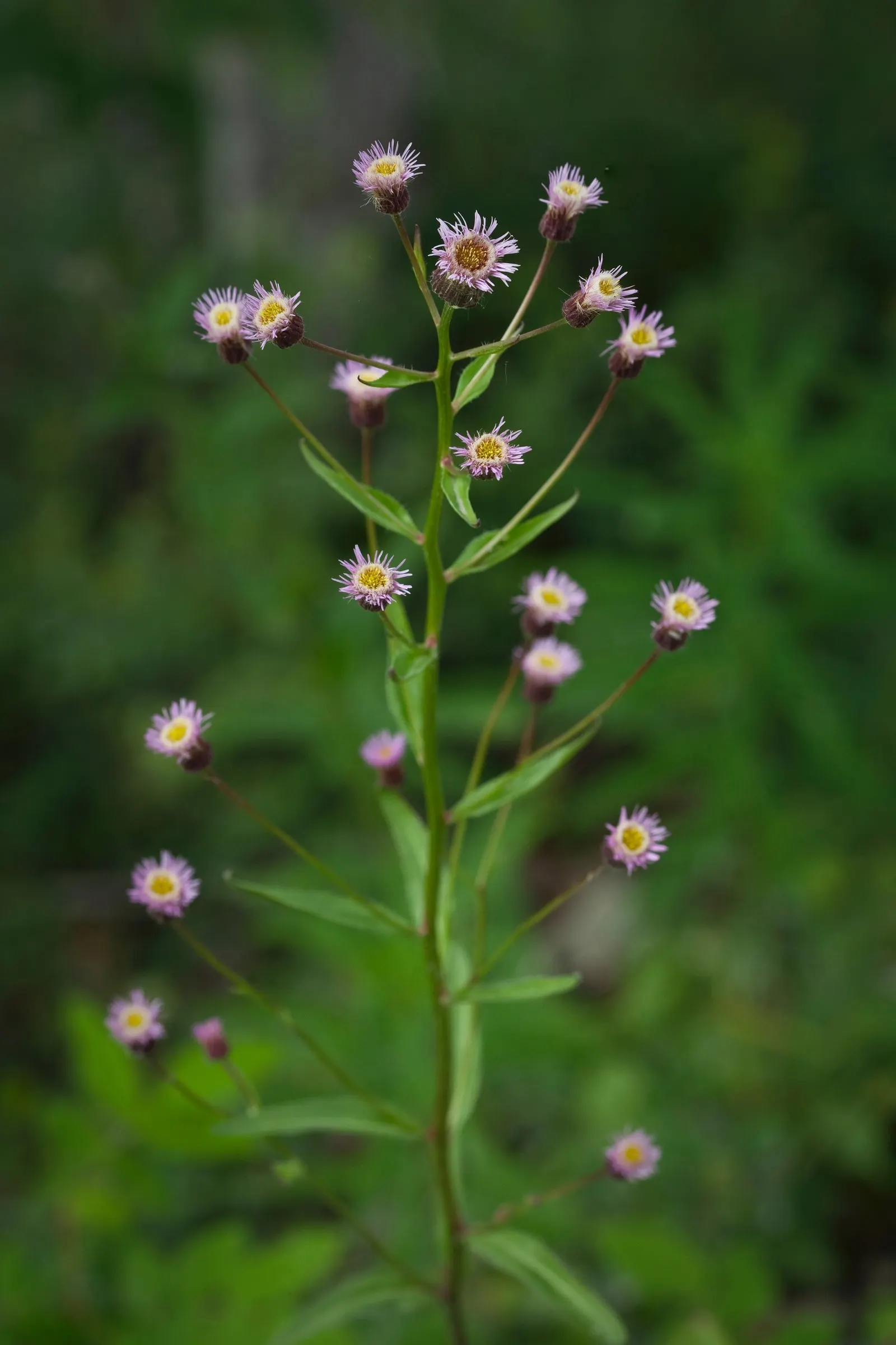 Alpine Aster (Aster Alpinus) — Its petite size and resilience also make it a perfect addition for alpine troughs and rockeries; perennial for full, image 128