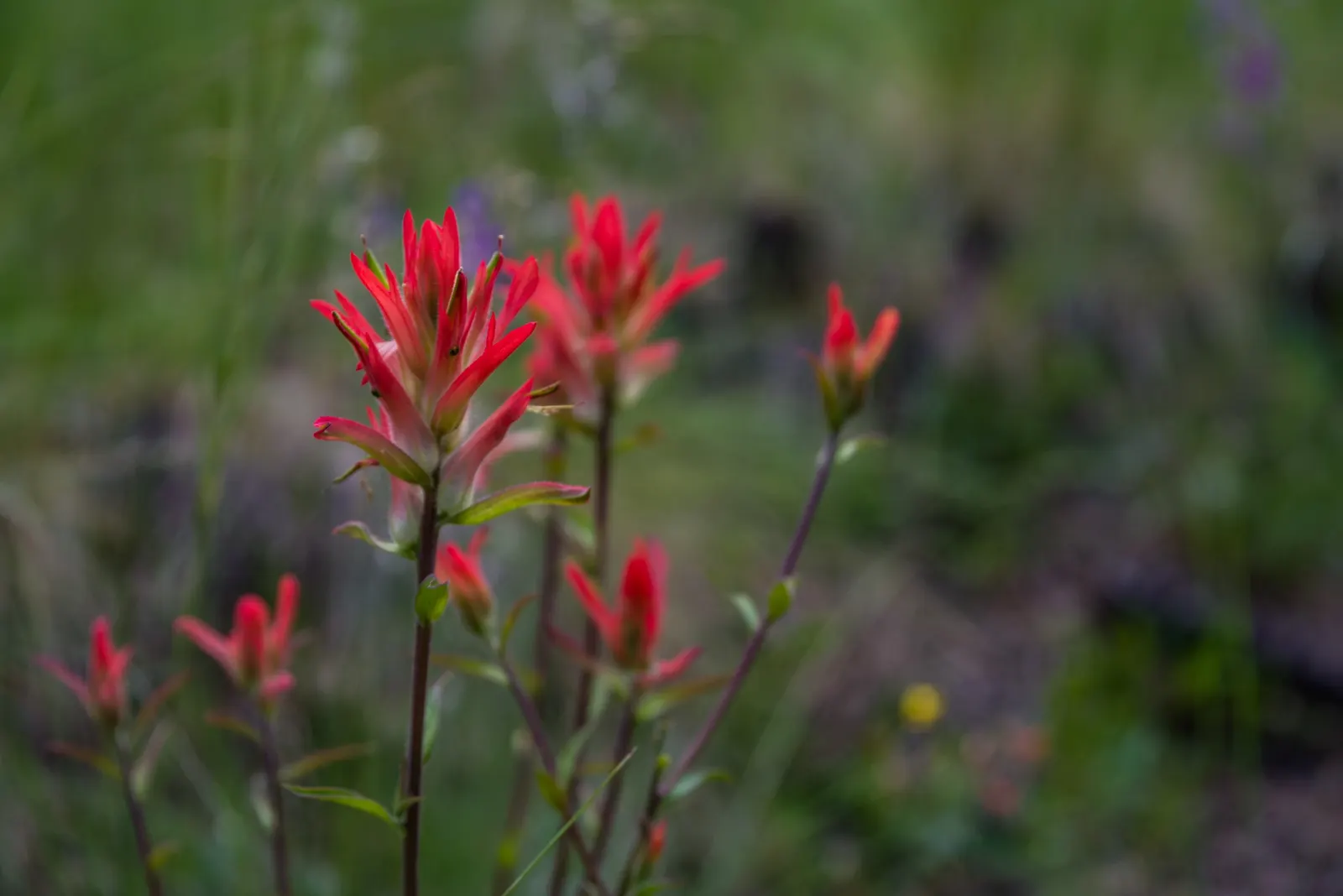 Alpine Aster (Aster Alpinus) — achieving both visual appeal and naturalising ease for designers and homeowners alike; alpine Aster (Aster alpinus) is a