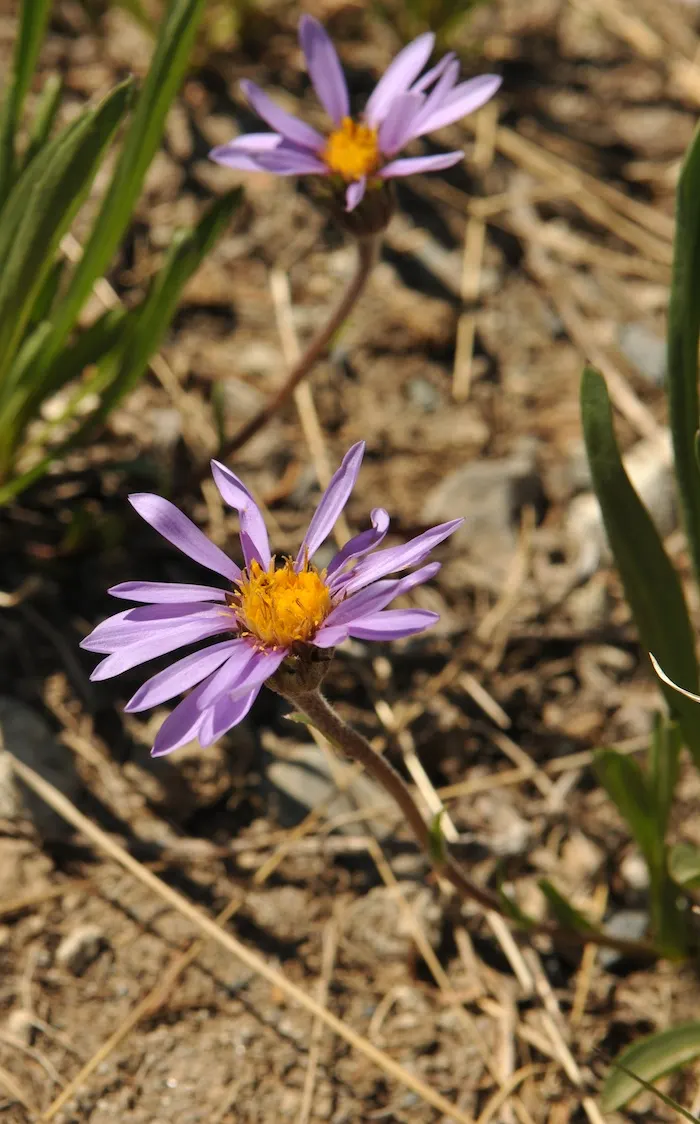 Alpine Aster (Aster Alpinus) — Its petite size and resilience also make it a perfect addition for alpine troughs and rockeries