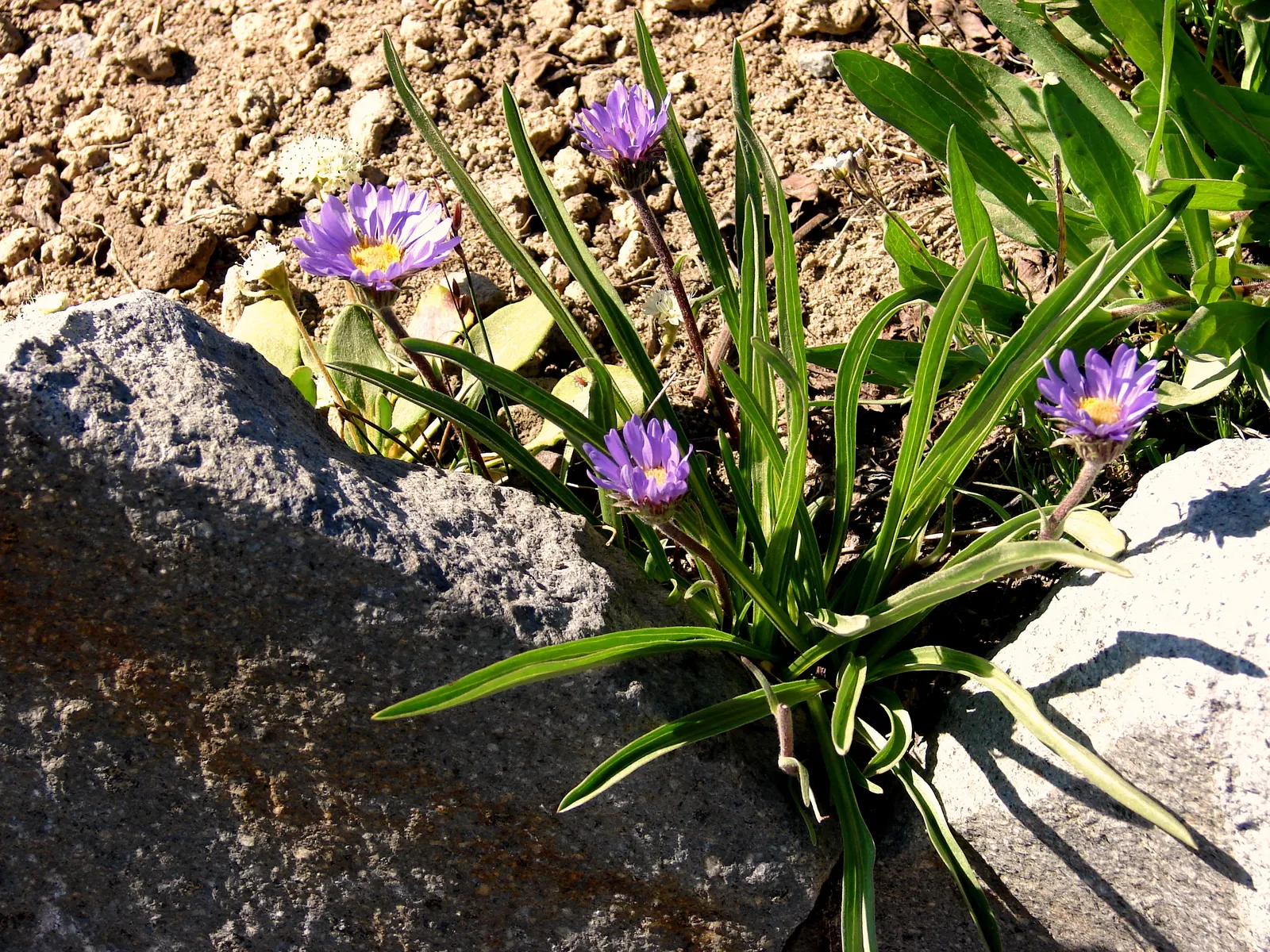 Alpine Aster (Aster Alpinus) — perennial with violet blooms