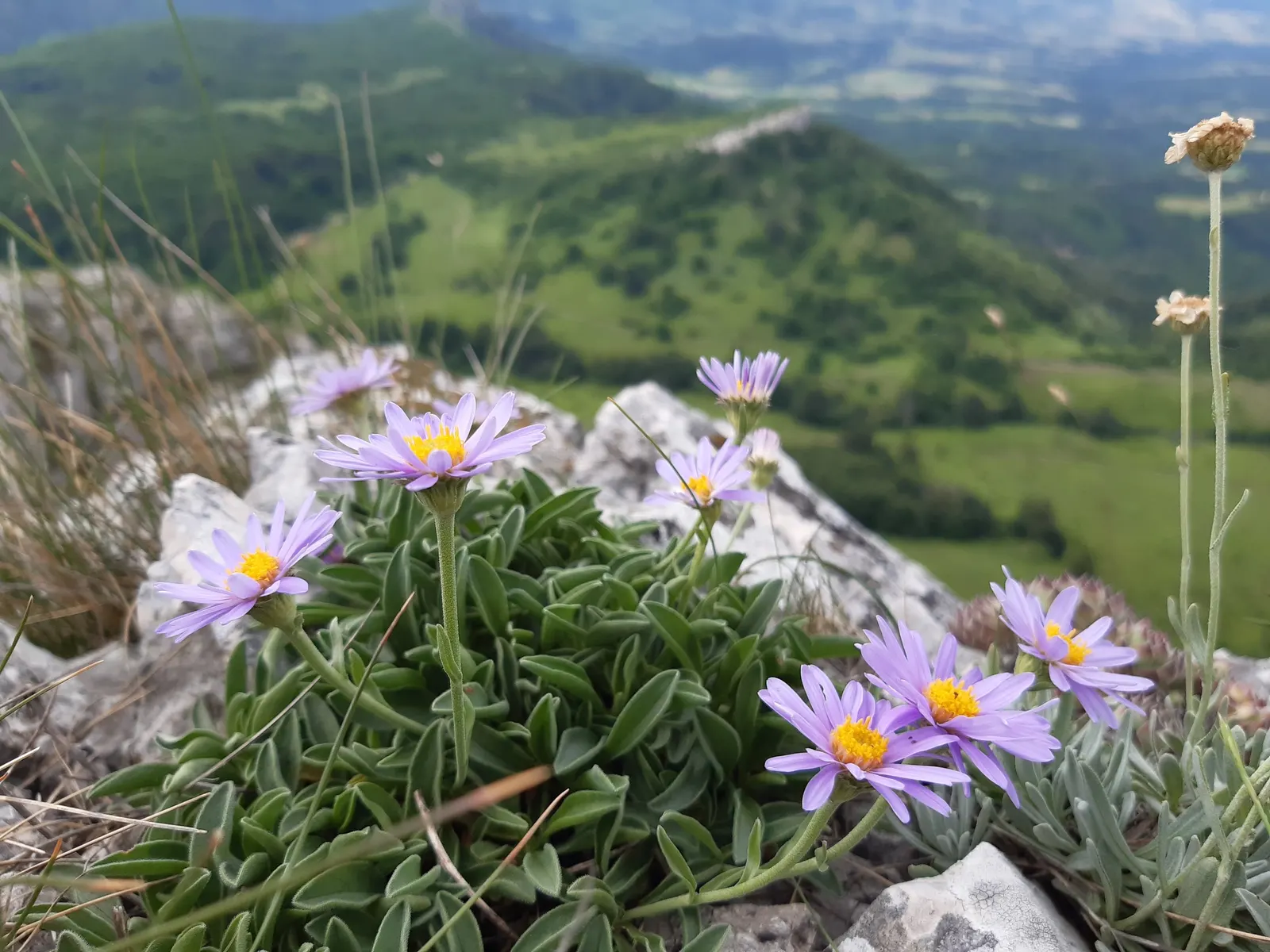 Alpine Aster (Aster Alpinus) — Ideal for rock gardens and borders, it offers a low-maintenance splash of color that attracts pollinators