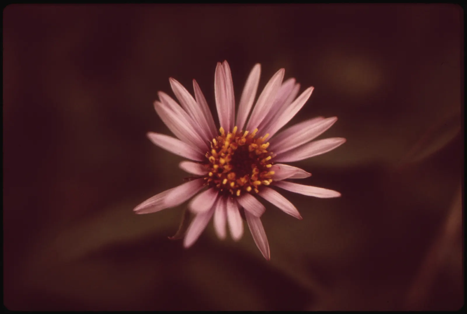 Alpine Aster (Aster Alpinus) — perennial for full; deadheading spent flowers can encourage a prolonged bloom period and prevent self-seeding