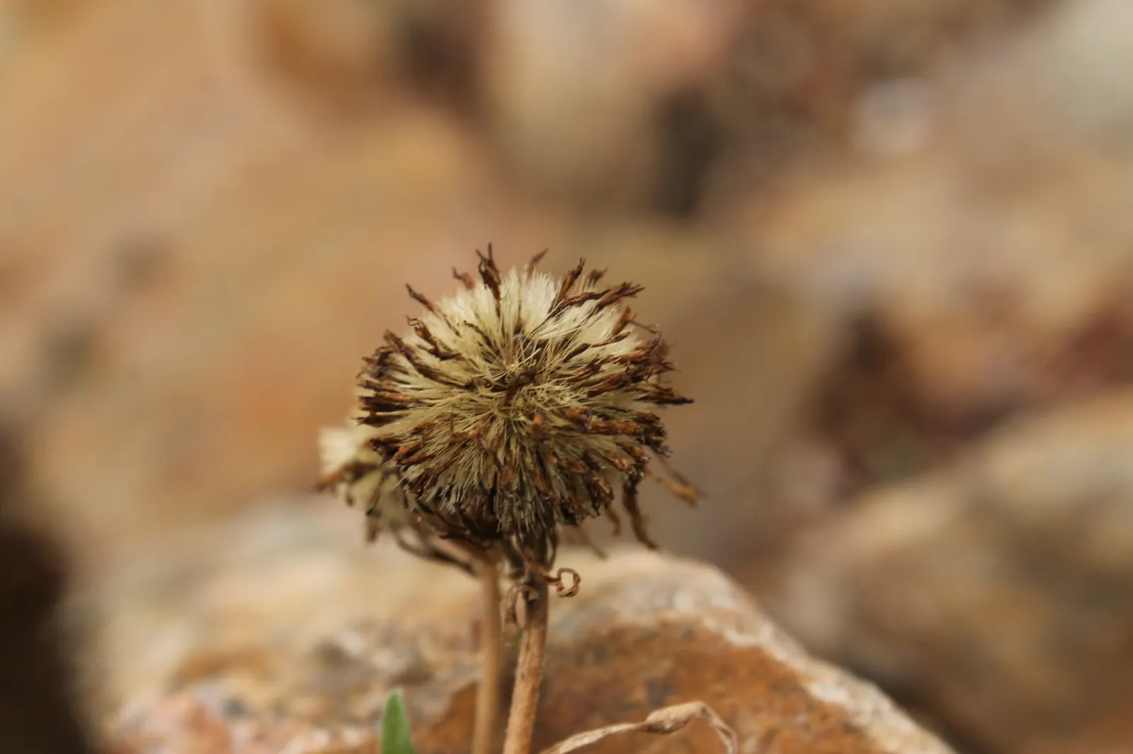 Alpine Aster (Aster Alpinus) — flourishing in well-drained soil and full sun
