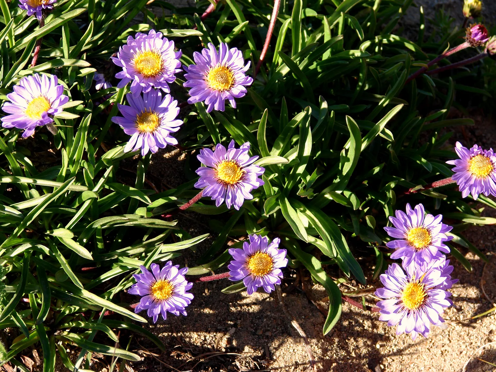 Alpine Aster (Aster Alpinus) — deadheading spent flowers can encourage a prolonged bloom period and prevent self-seeding