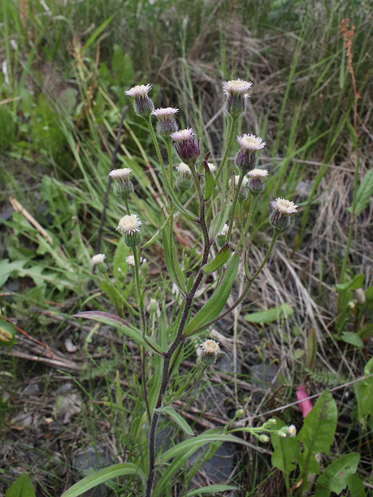 Alpine Aster (Aster Alpinus) — This low-maintenance specimen is hardy in zones 4 through 7; ideal for rock gardens and borders, it offers a, image 126