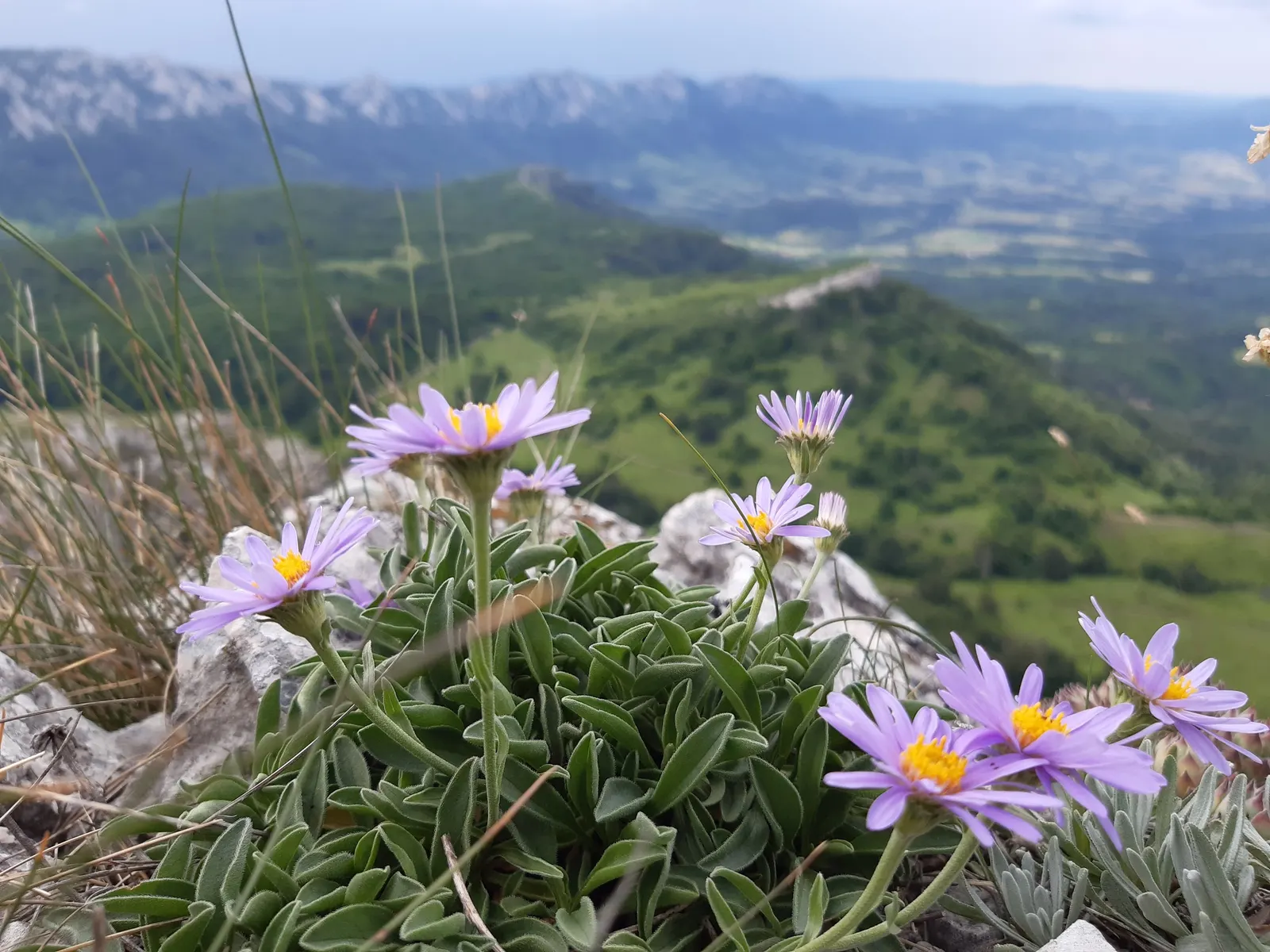 Alpine Aster (Aster Alpinus) — Ideal for rock gardens and borders, it offers a low-maintenance splash of color that attracts pollinators; as their, image 43
