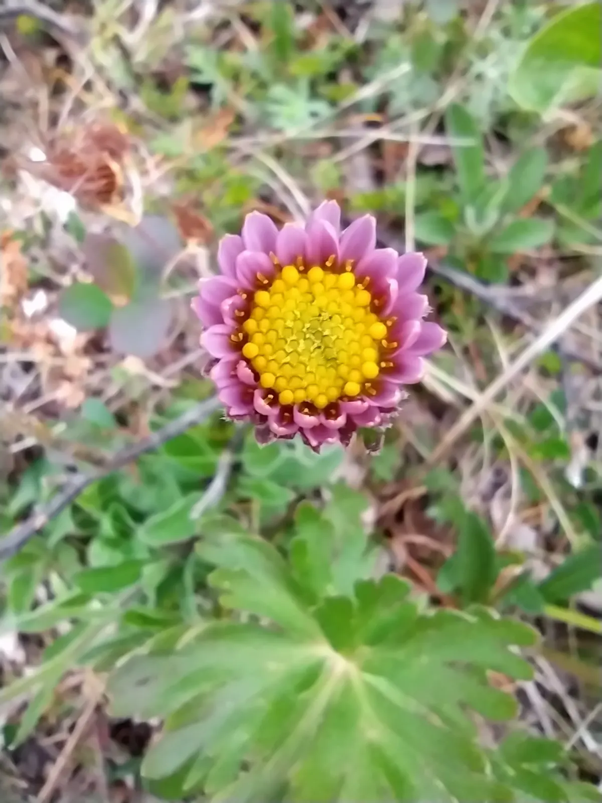 Alpine Aster (Aster Alpinus) — displaying a striking color palette with vibrant violet-blue petals circling a sunny yellow center; this compact gem, image 47
