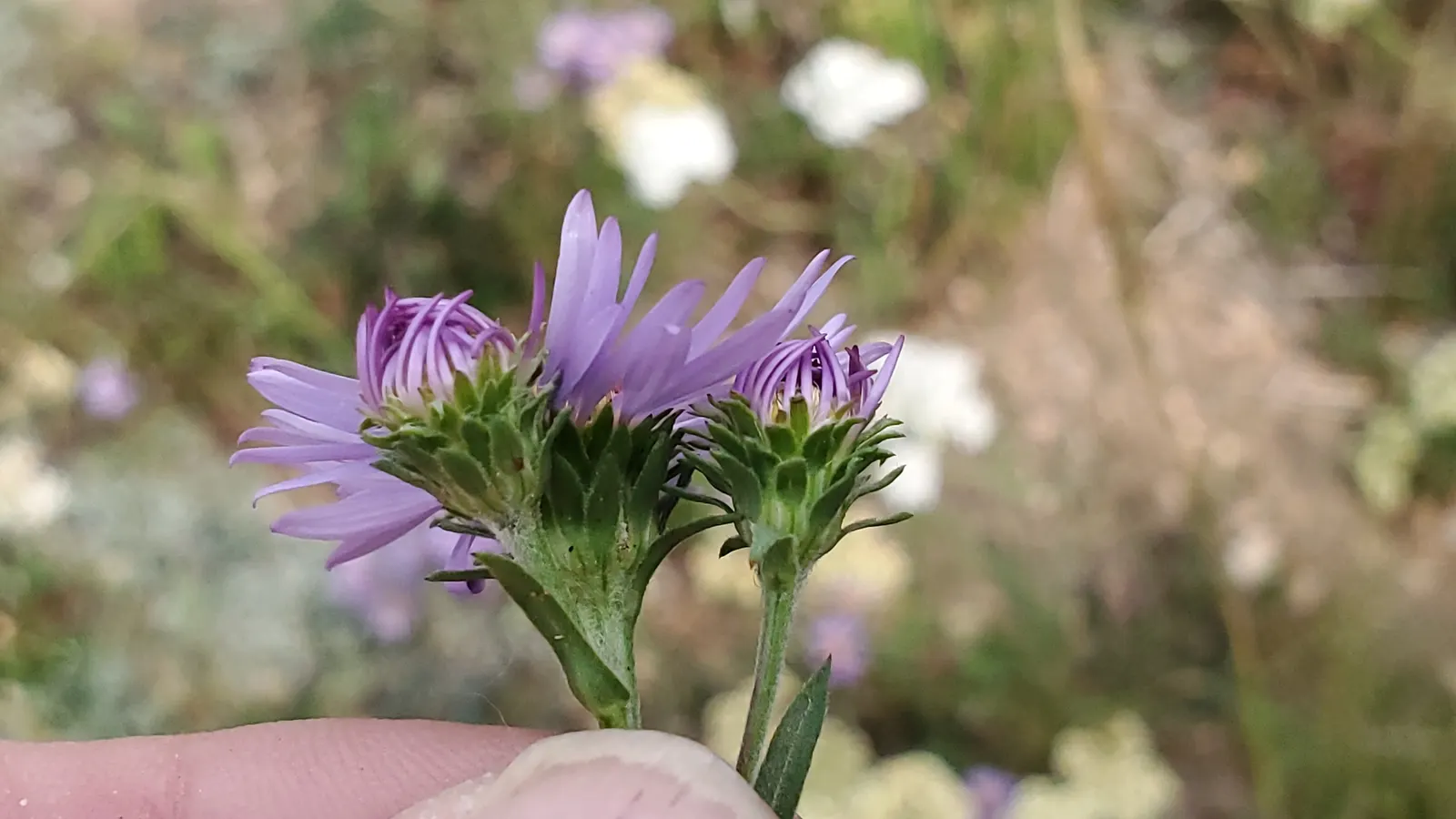 Alpine Aster (Aster Alpinus) — which span 1 to 2 inches long