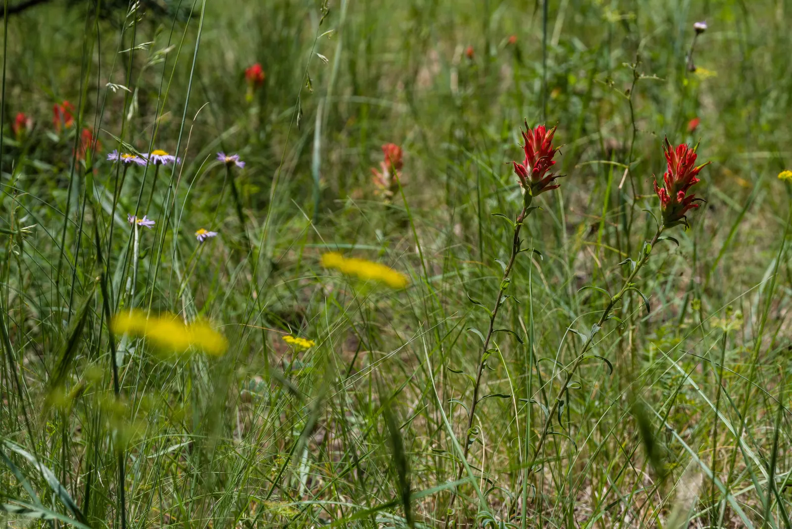 Alpine Aster (Aster Alpinus) — This low-maintenance specimen is hardy in zones 4 through 7