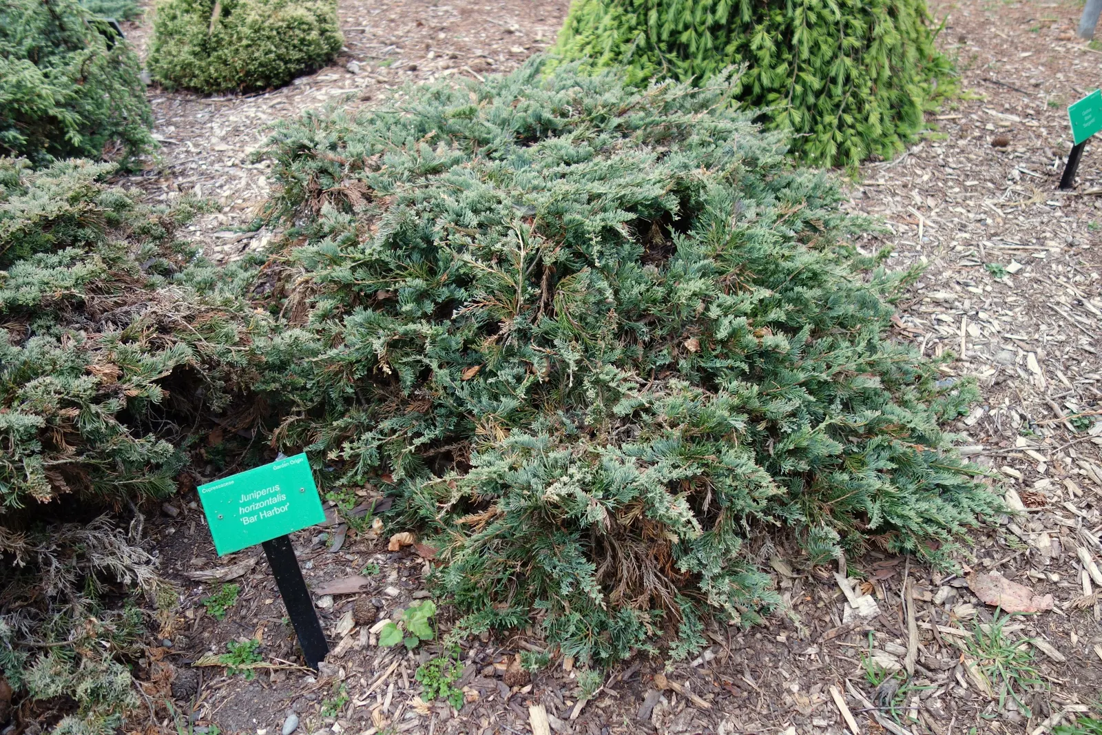 Bar Harbor Juniper (Juniperus Horizontalis 'Bar Harbor') — The Bar Harbor Juniper (Juniperus horizontalis 'Bar Harbor') is a robust ground cover conifer