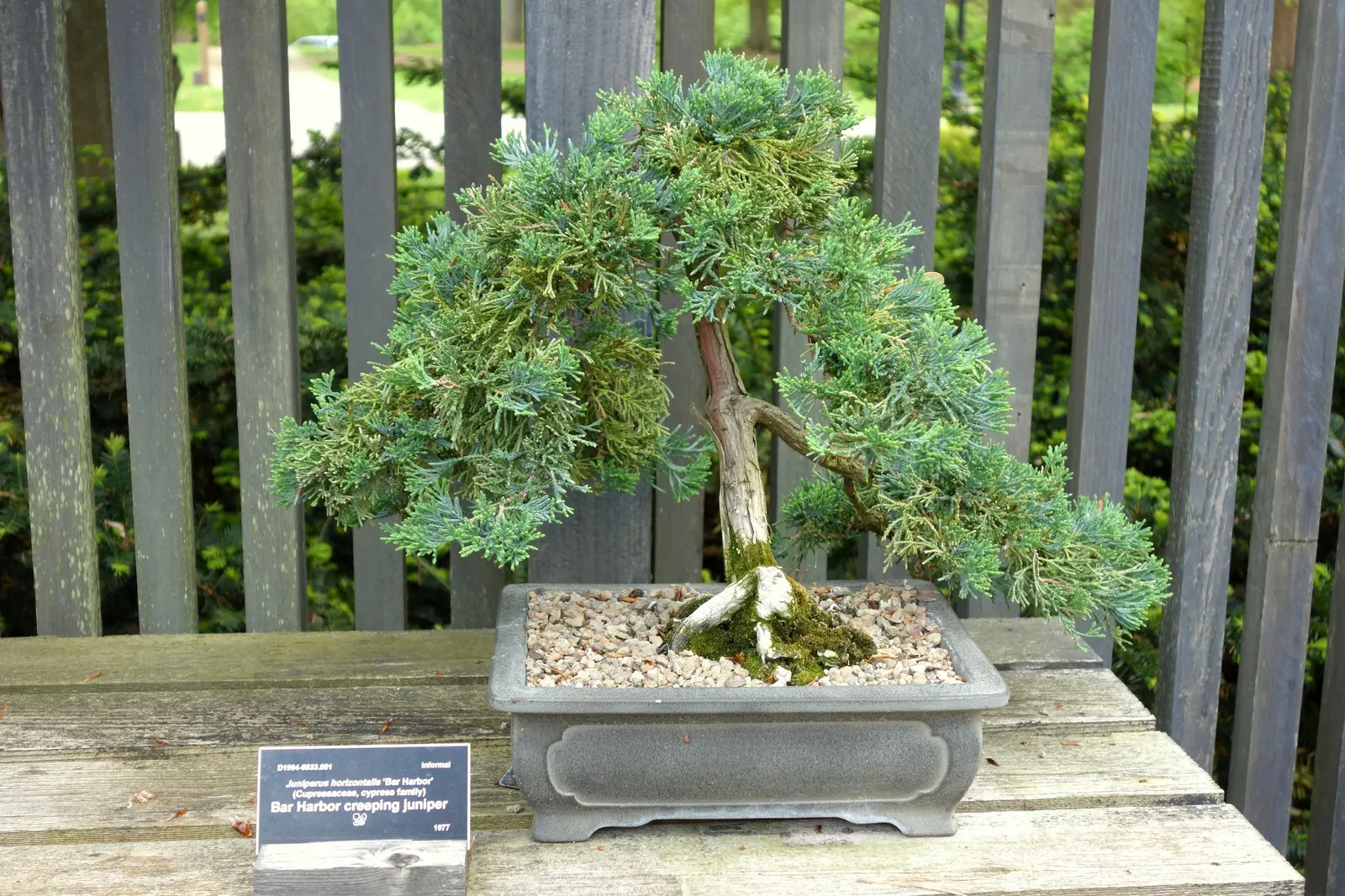 Bar Harbor Juniper (Juniperus Horizontalis 'Bar Harbor') — flourishing in a variety of conditions