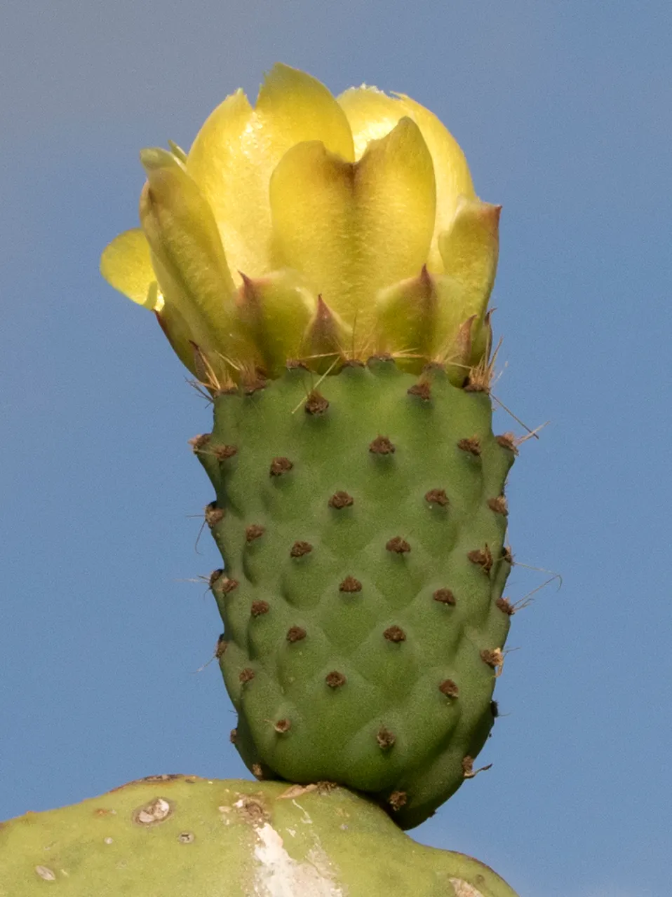 Mission Or Tree Cactus, Indian Fig (Opuntia Ficus-Indica) — typically yellow or orange; commonly known as the Mission cactus or Indian Fig, image 97