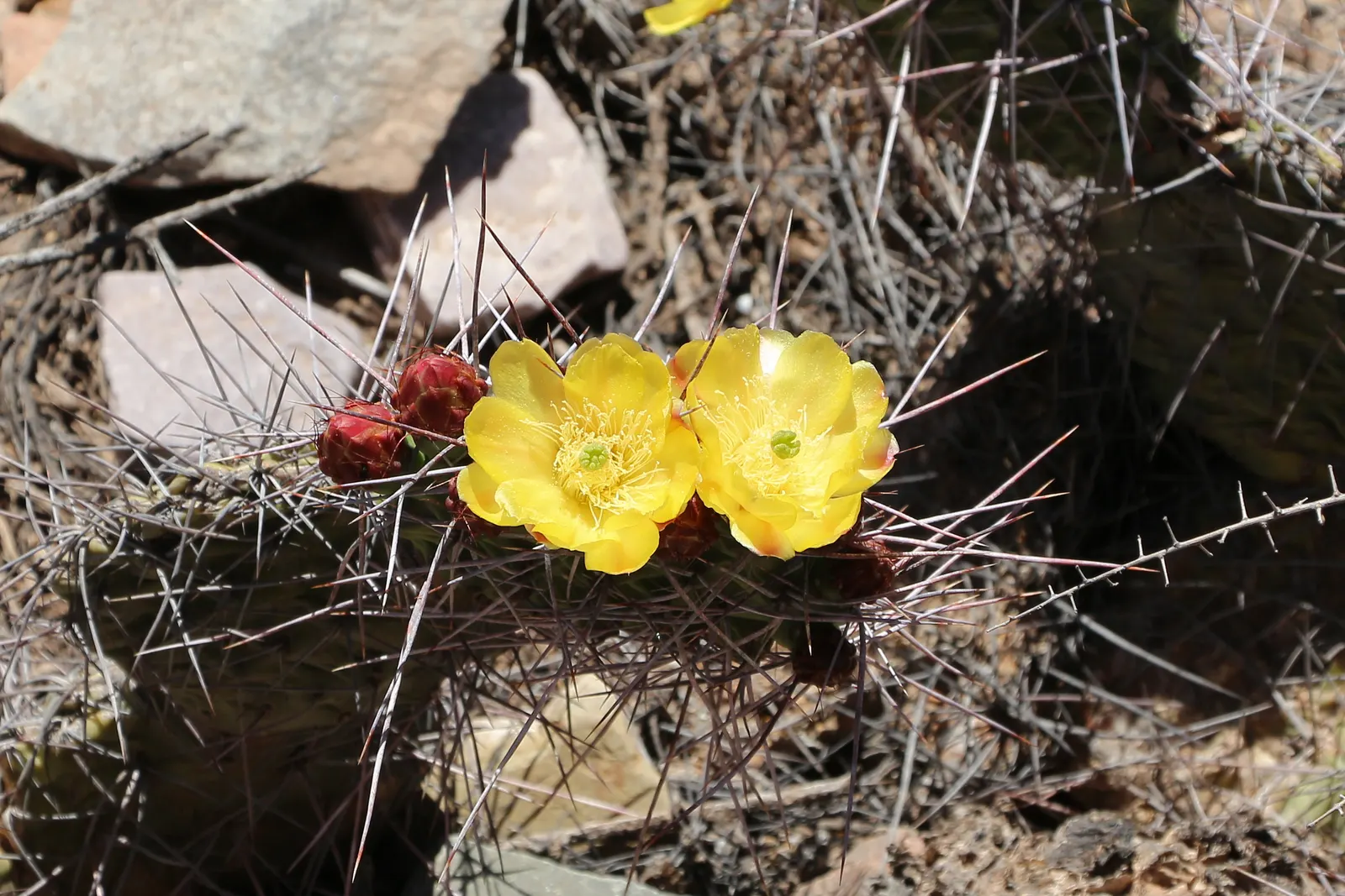 Mission Or Tree Cactus, Indian Fig (Opuntia Ficus-Indica) — is a large shrubby cactus reaching up to 15-20 feet tall; <br><br>Characterized by its flattened