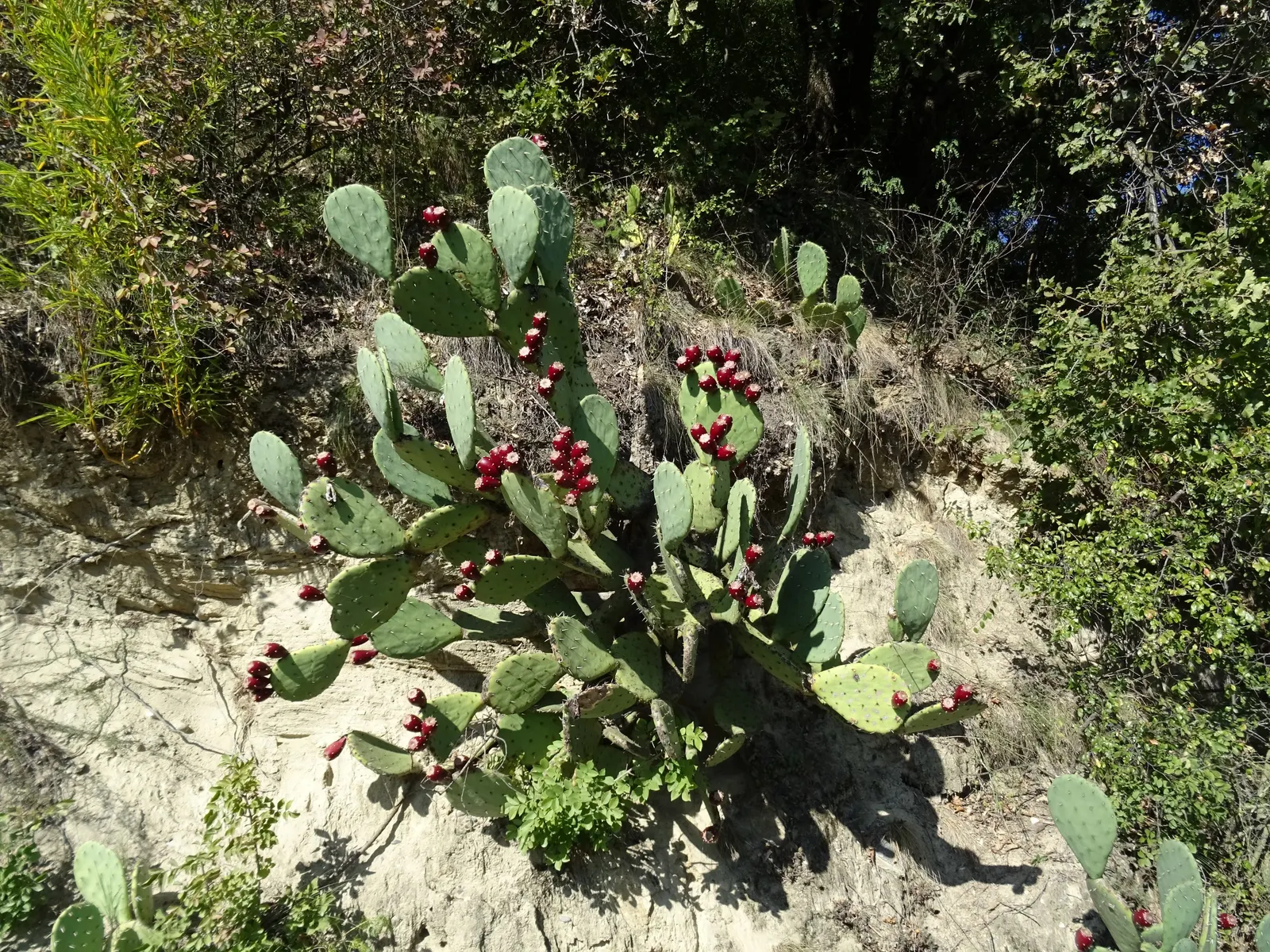 Mission Or Tree Cactus, Indian Fig (Opuntia Ficus-Indica) — The pads exhibit a rich, verdant hue which contributes a lush texture to the landscape, image 96
