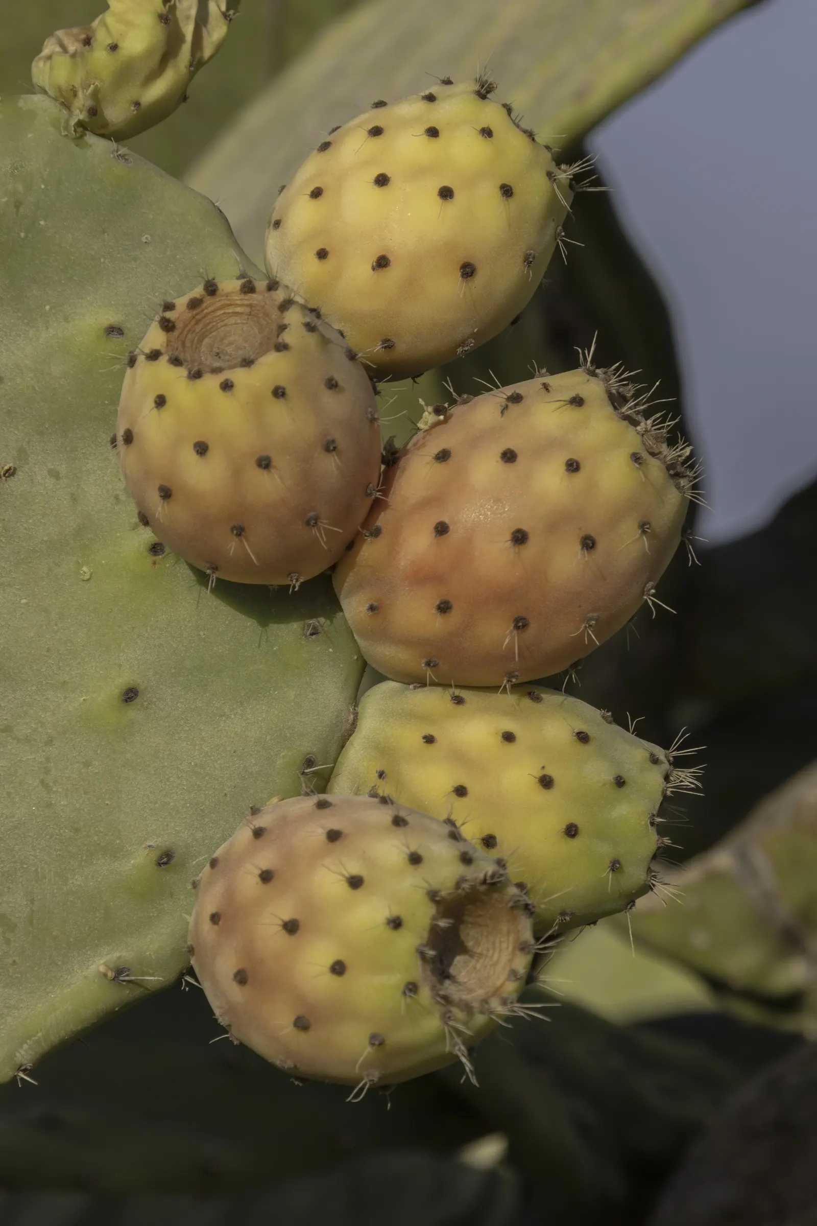 Mission Or Tree Cactus, Indian Fig (Opuntia Ficus-Indica) — so site placement should consider low-traffic areas