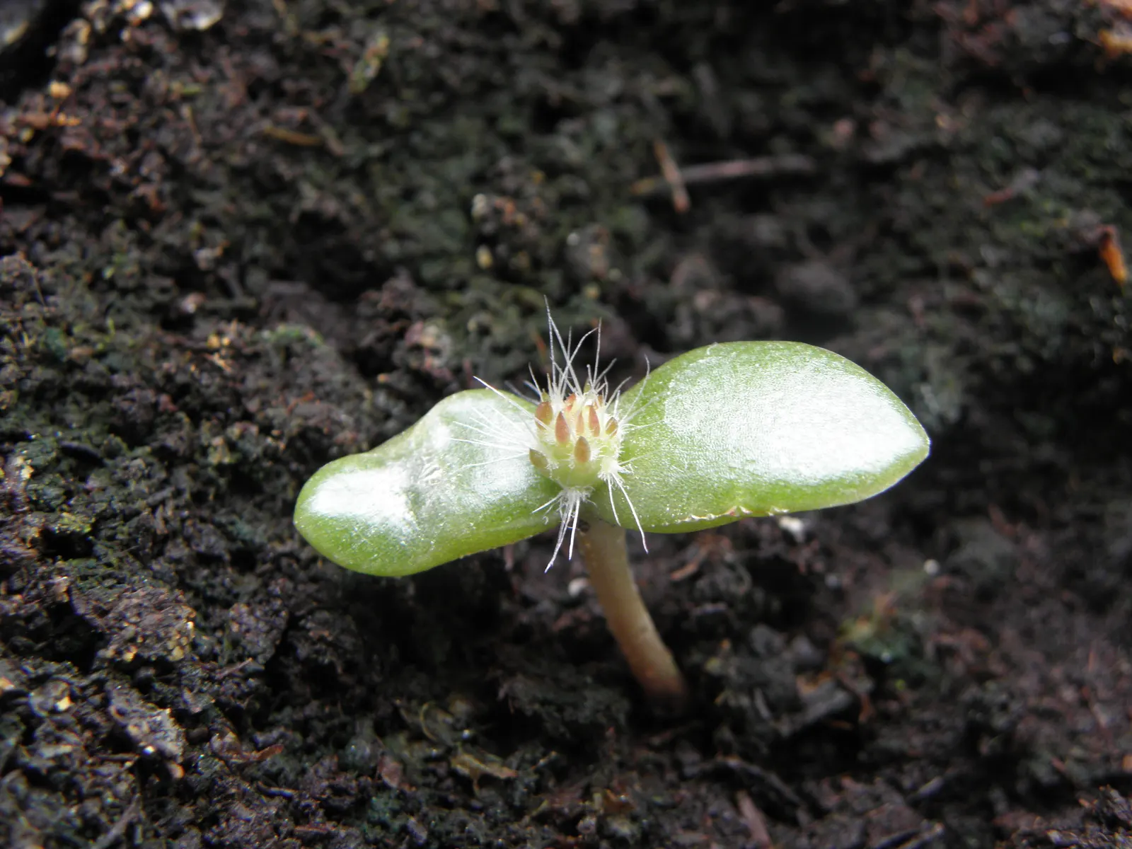 Mission Or Tree Cactus, Indian Fig (Opuntia Ficus-Indica) — barbed bristles known as glochids