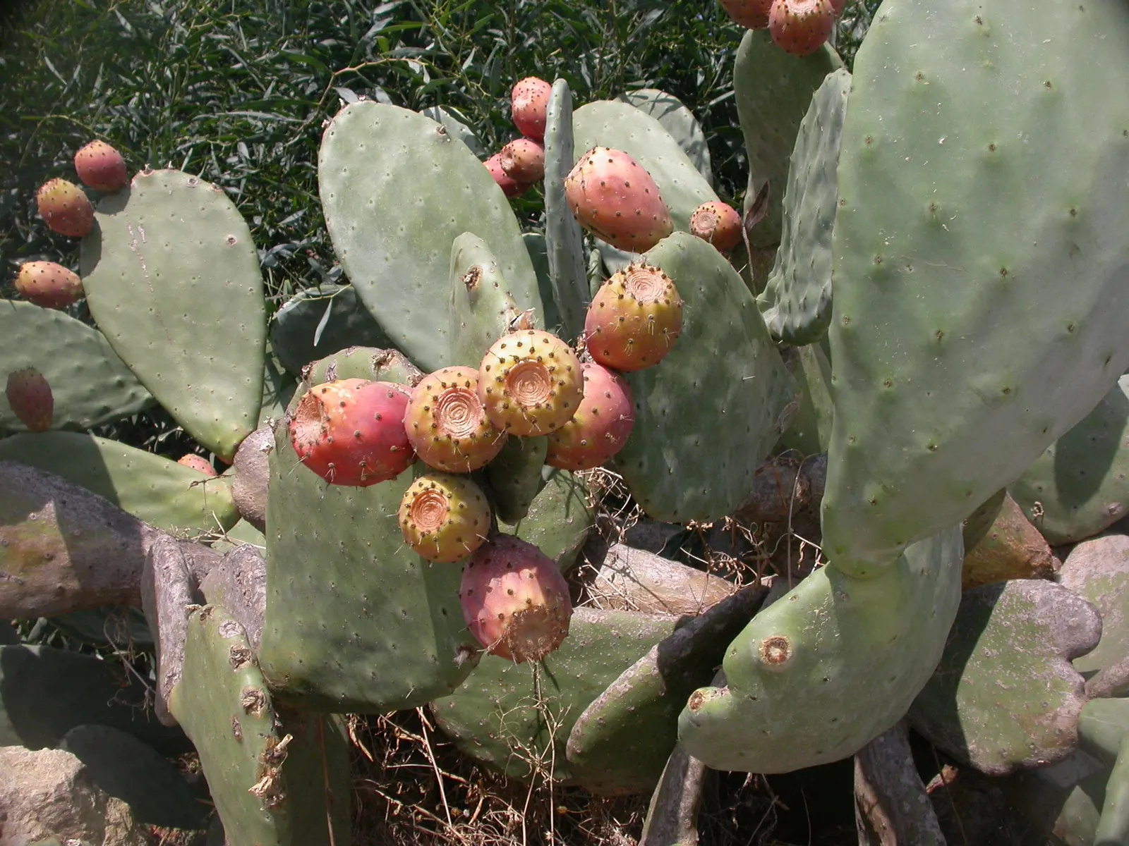 Mission Or Tree Cactus, Indian Fig (Opuntia Ficus-Indica) — This cactus reaches mature heights between 12 to 18 feet and spreads about 6 to 10 feet, image 90