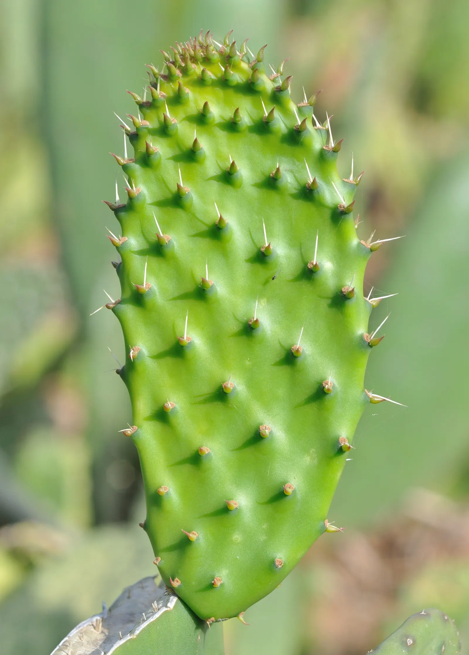 Mission Or Tree Cactus, Indian Fig (Opuntia Ficus-Indica) — paddle-like cladodes or 'pads'