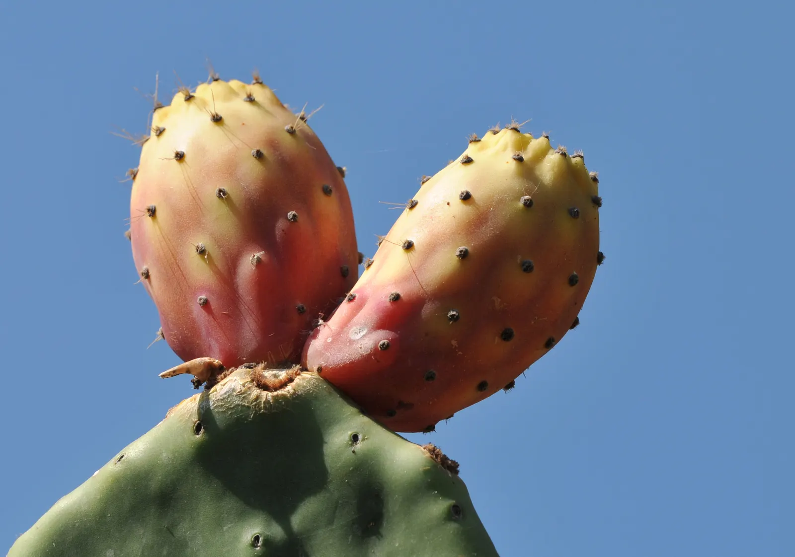 Mission Or Tree Cactus, Indian Fig (Opuntia Ficus-Indica) — minimal effort is required once established
