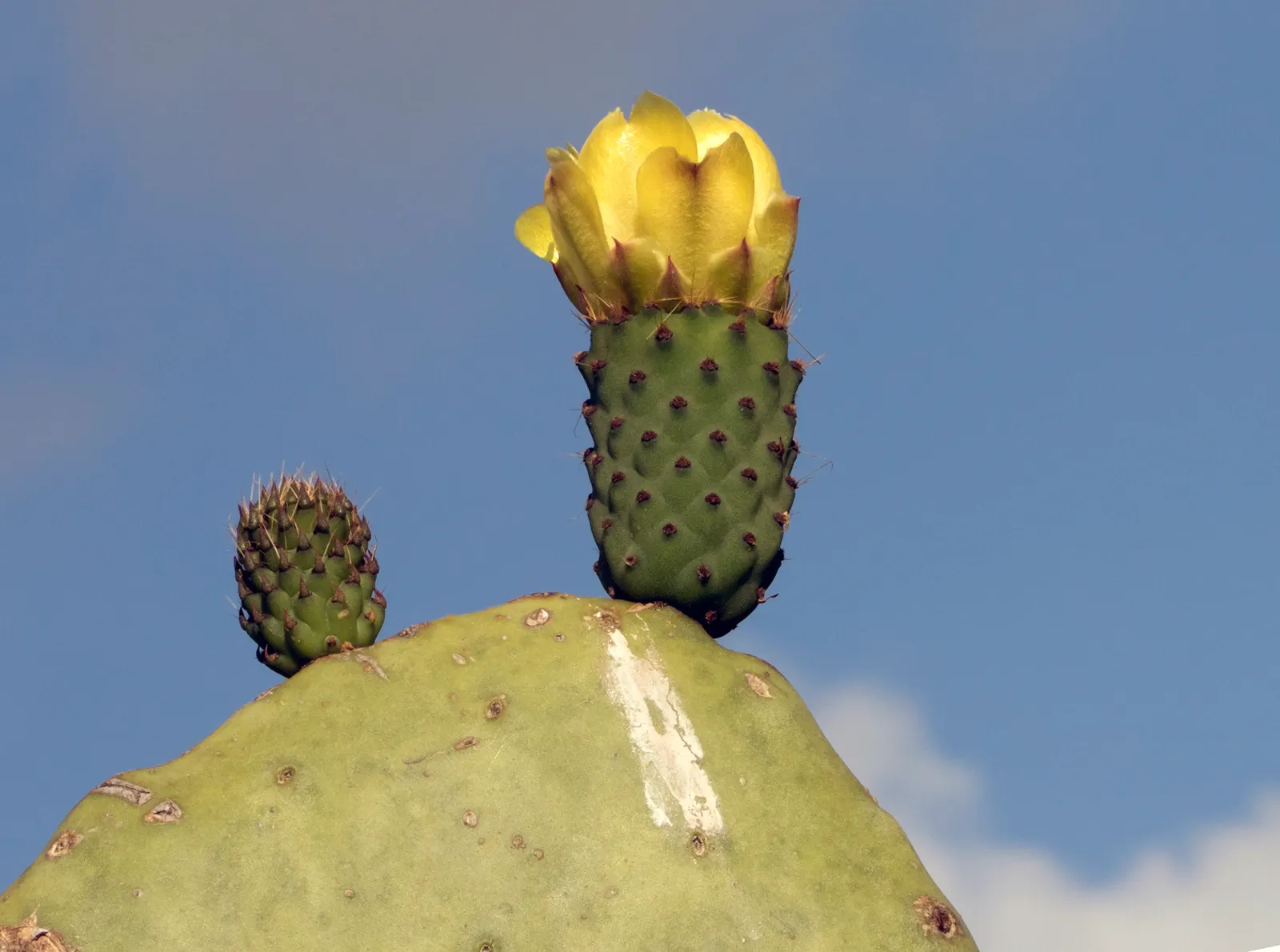 Mission Or Tree Cactus, Indian Fig (Opuntia Ficus-Indica) — bear in mind that this cactus thrives in full sun and requires well-drained soil to prevent root